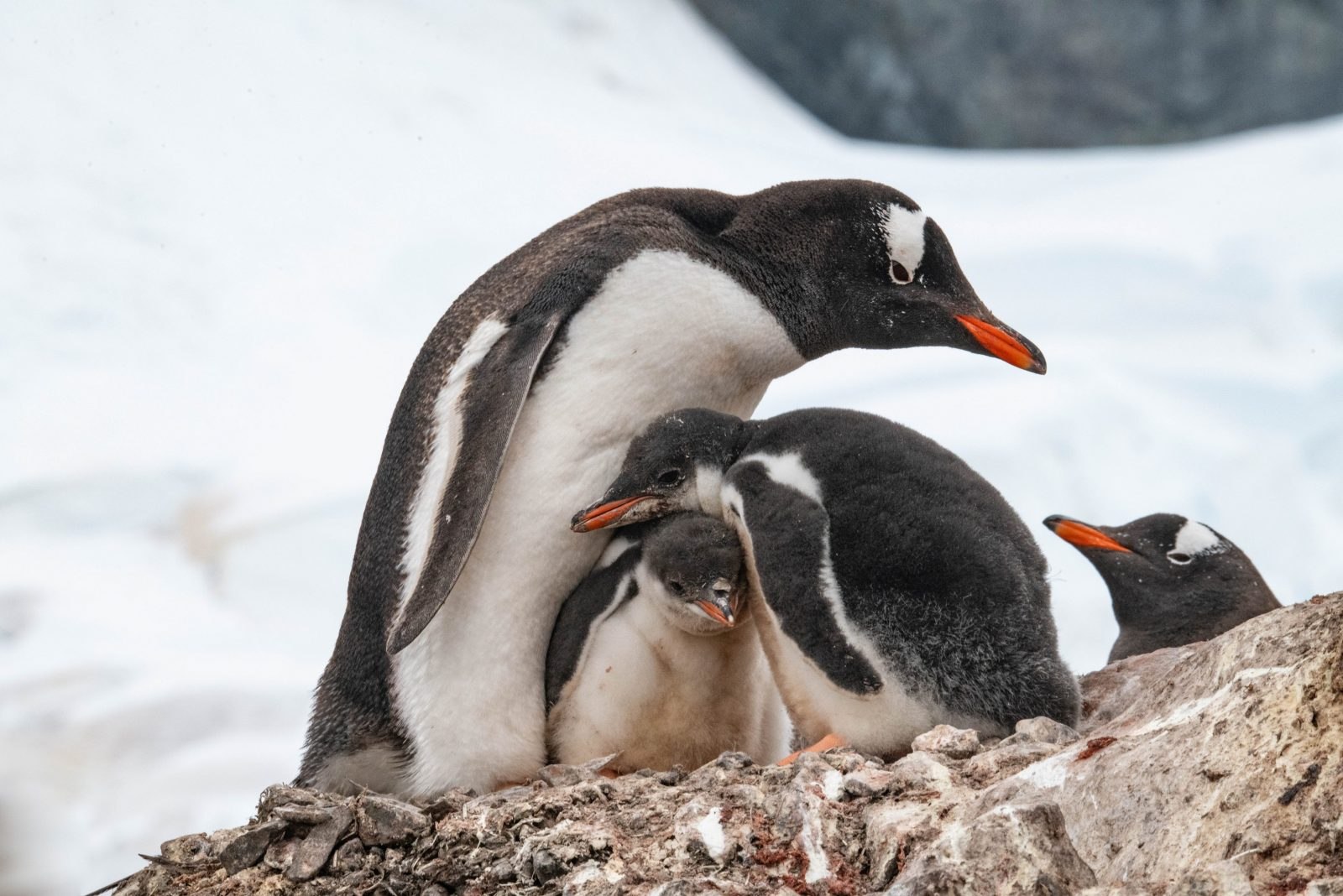 Галапагосский Пингвин птенец