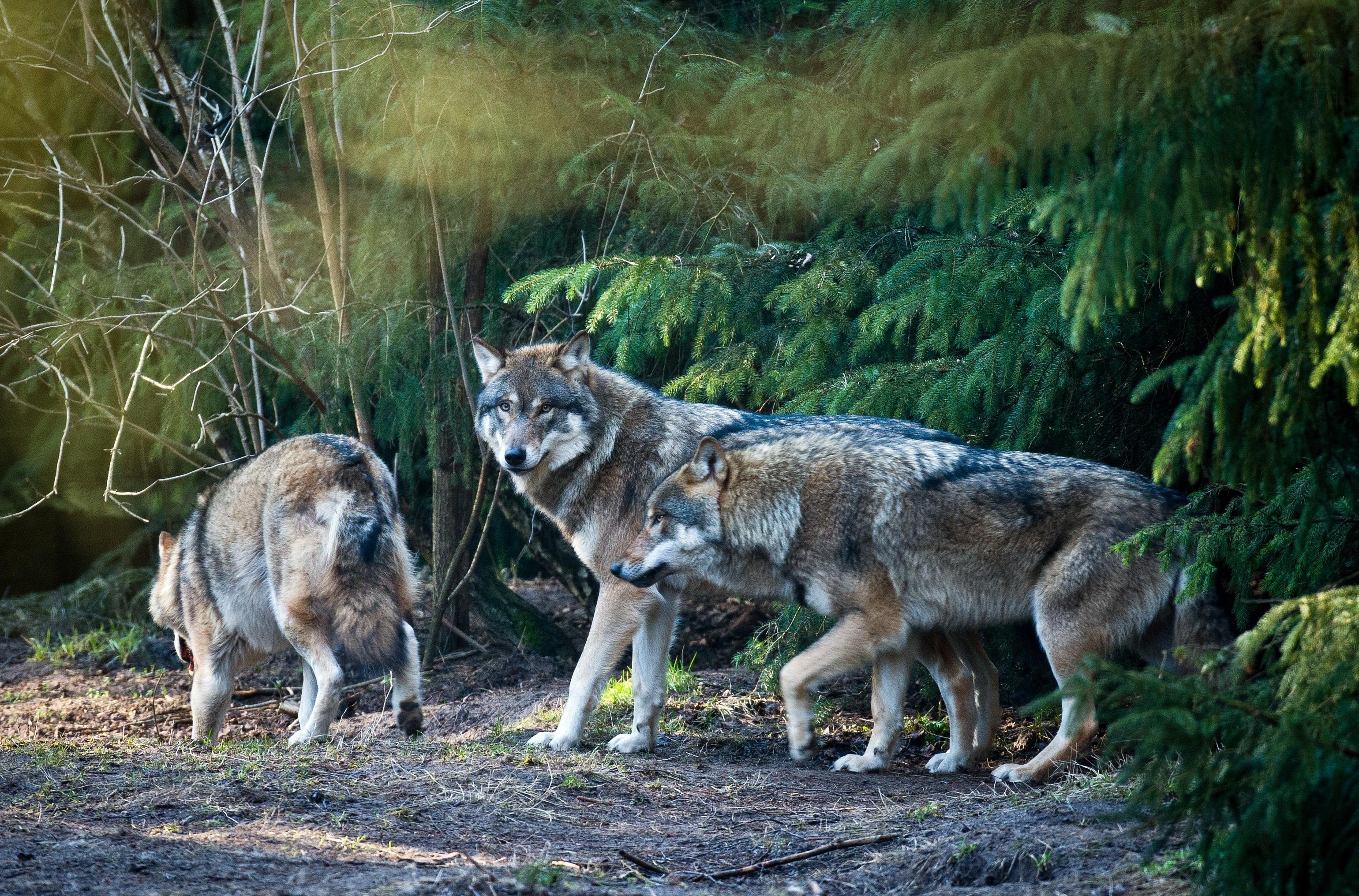 Wolf hunters. Стая Волков. Волк в дикой природе. Дикий волк.
