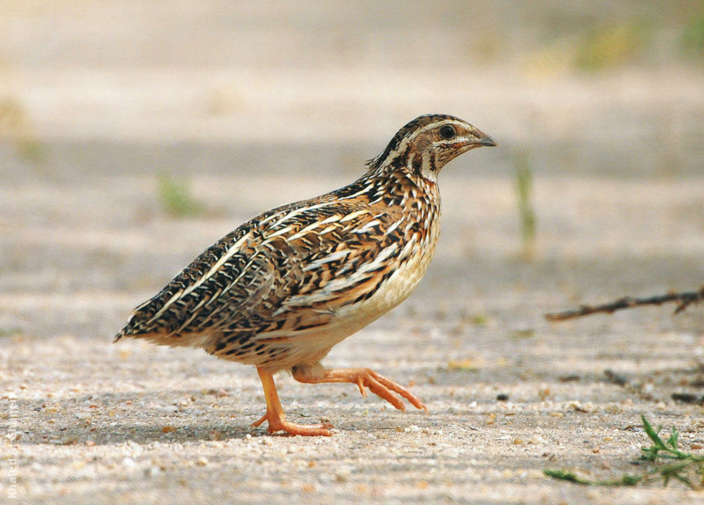 Монгол перепел. Перепел обыкновенный Coturnix Coturnix. Перепелка обыкновенная. Перепел-Арлекин. Обыкновенный перепел ареал.