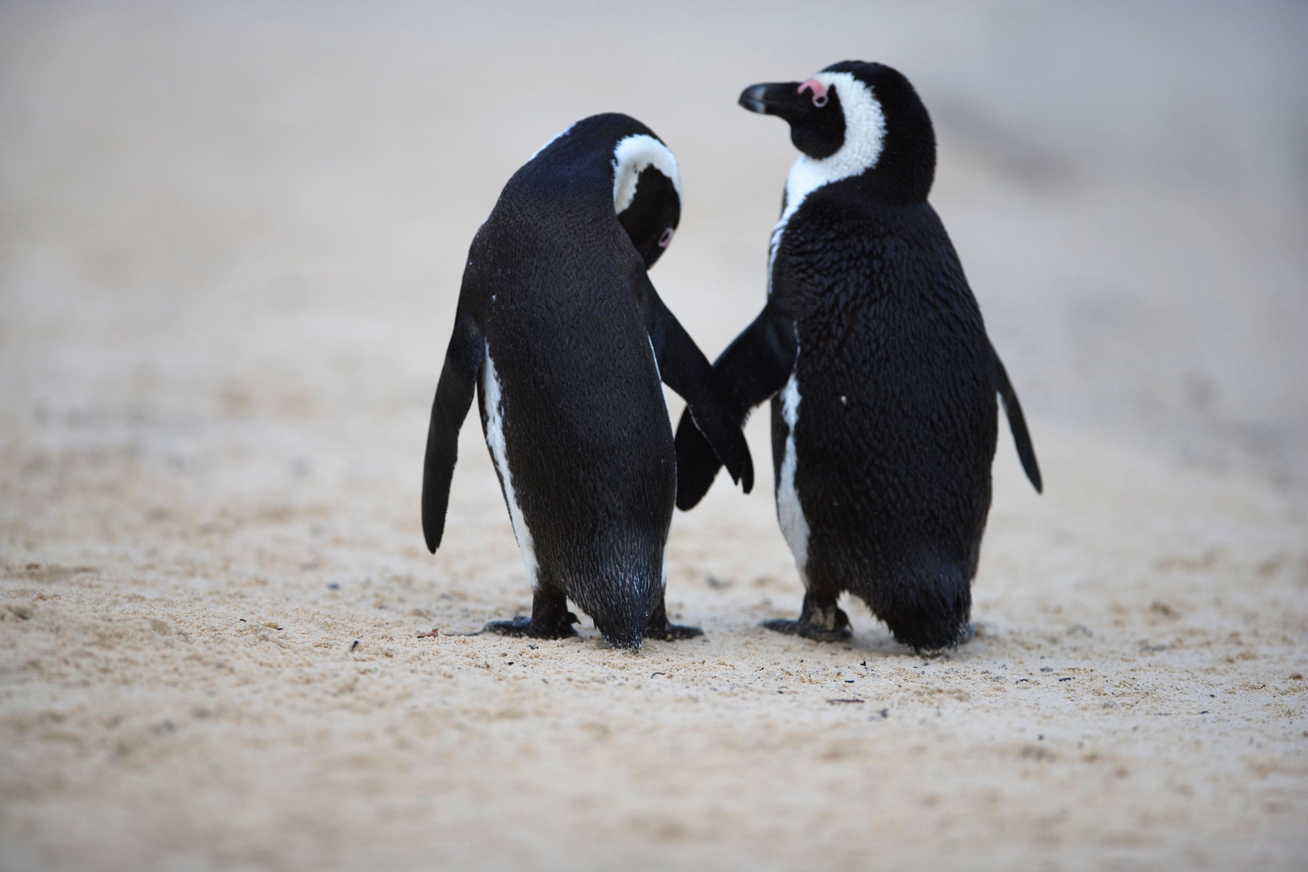 Пингвины моей мамы дата. Пингвин. Пара пингвинов. Смешные пингвины. Пингвины обнимаются.