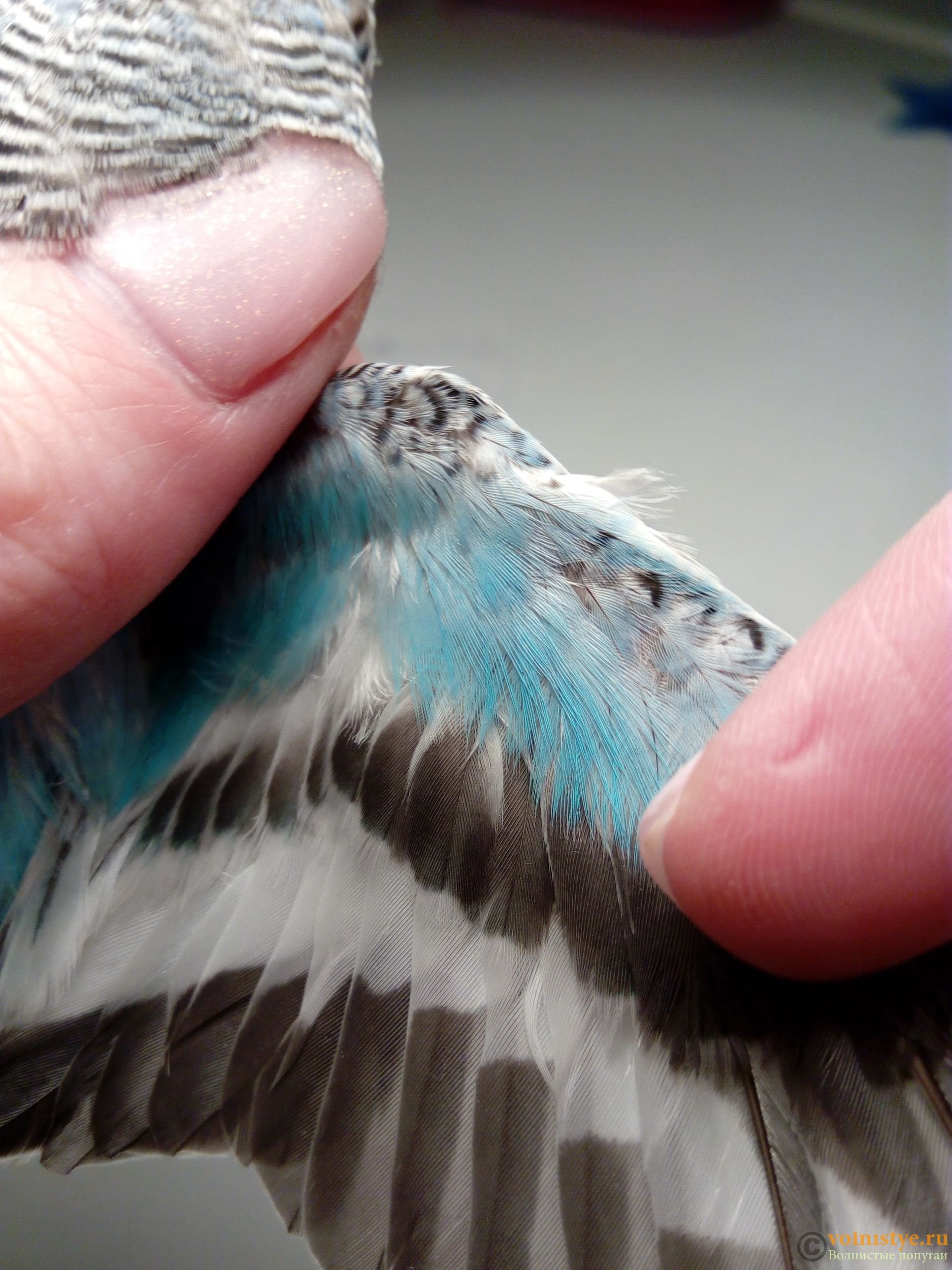 Пухоеды это. Пухопероеды голубиные. Пероед у волнистых попугаев. Пухоед у волнистого попугая.