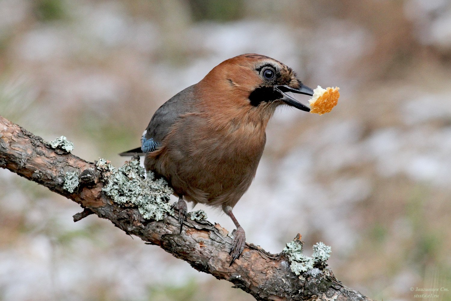 Птицы едят хлеб