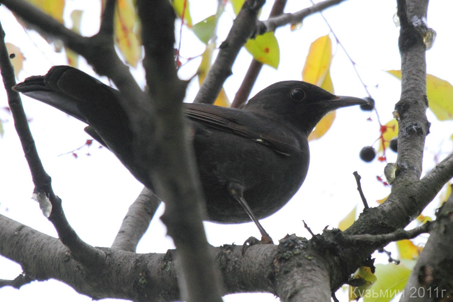 Turdus Merula