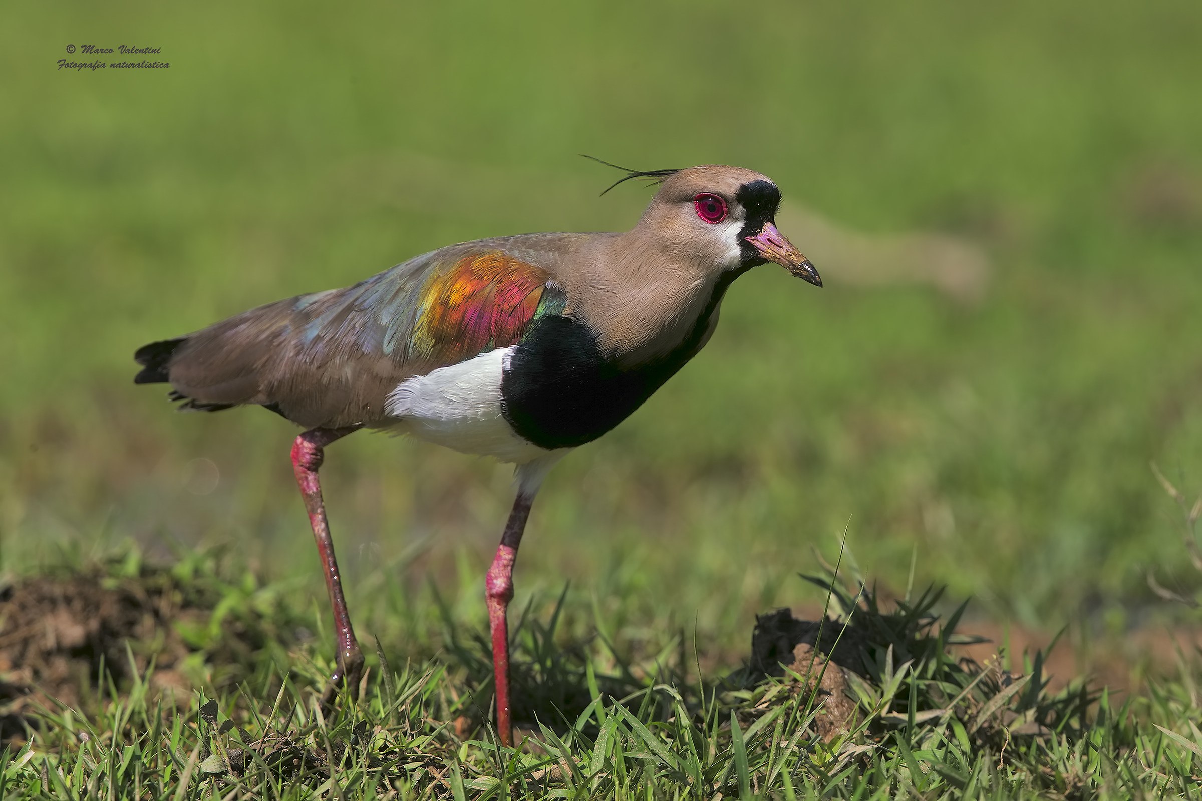 Vanellus Tricolor)