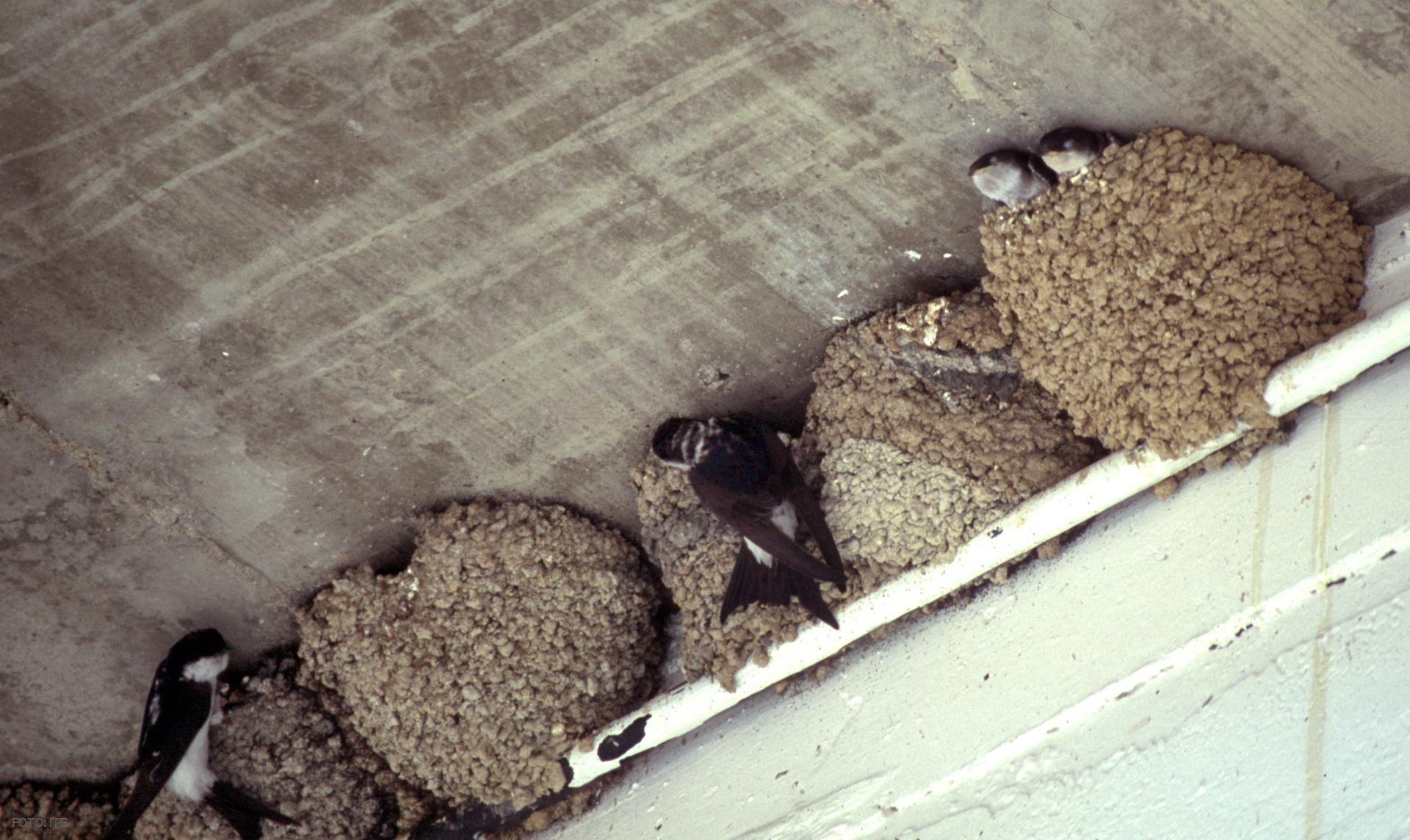 Под крышей дома свили гнездо. Яйца ласточки береговушки. Гнездо ласточки. Мышиное гнездо в доме. Гнездо ласточки под крышей.