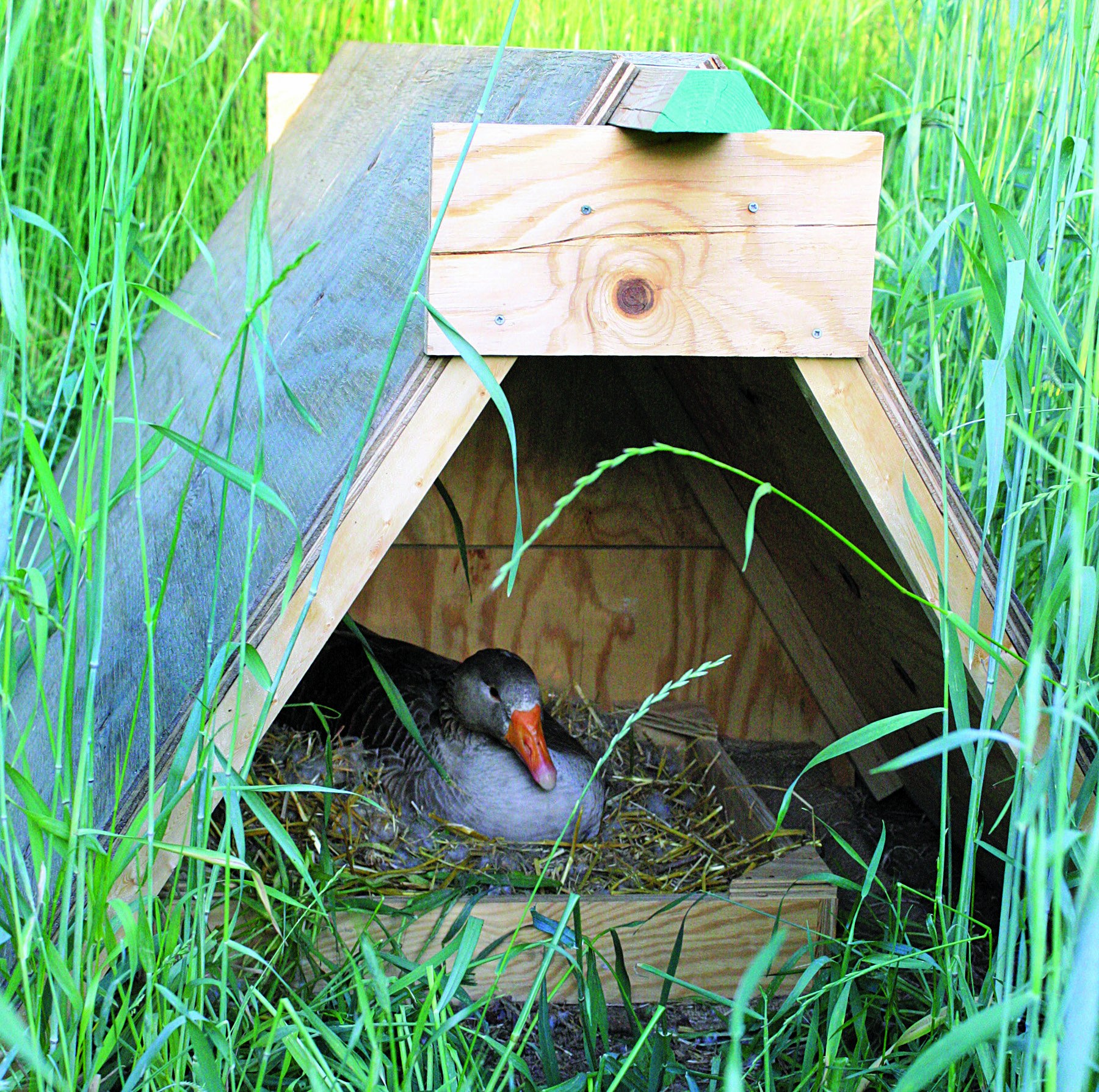 Гнезда для гусей своими руками (52 фото) - красивые фото и картинки fitdiets.ru