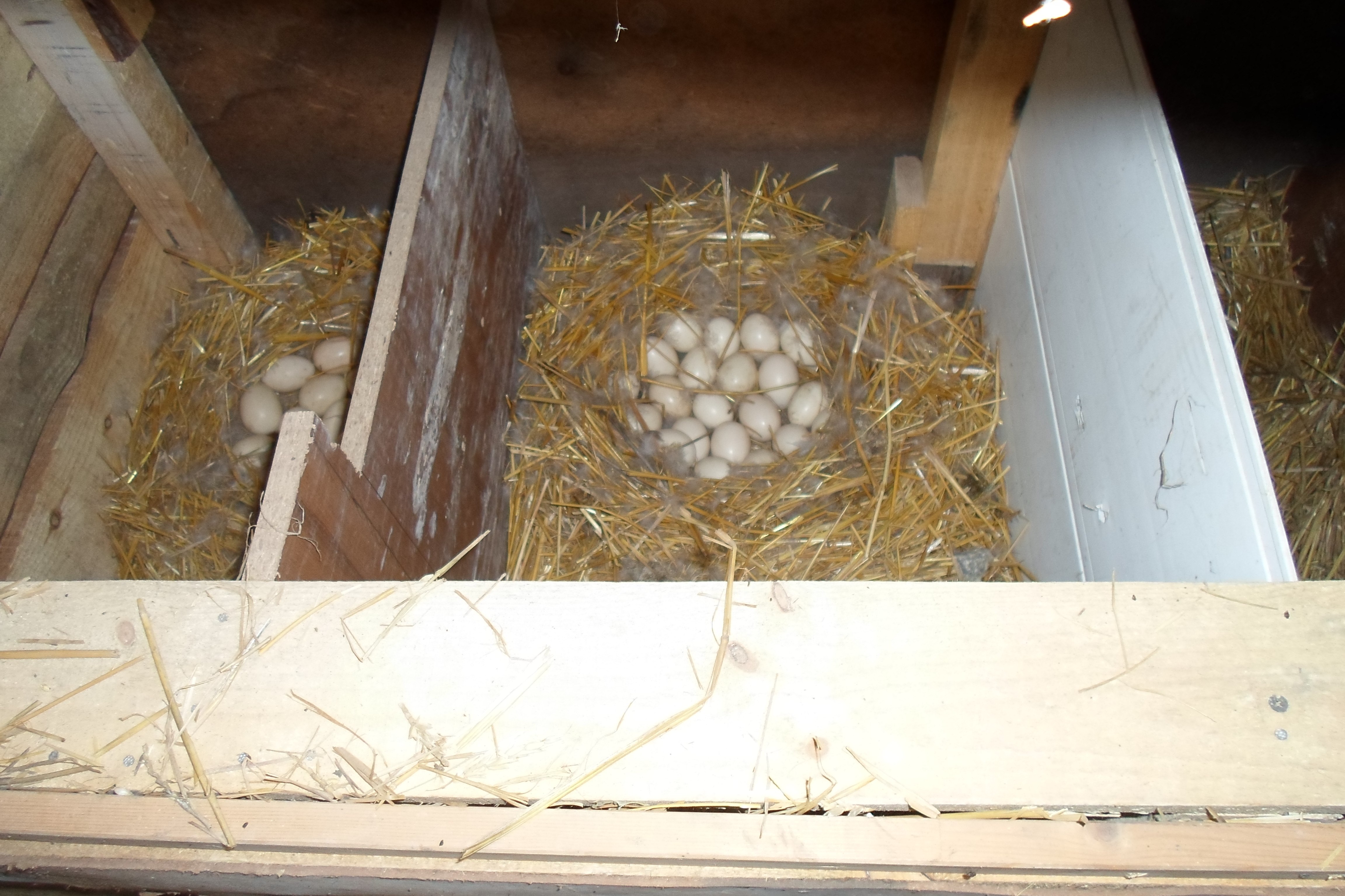 Как сделать гнезда для гусей своими руками