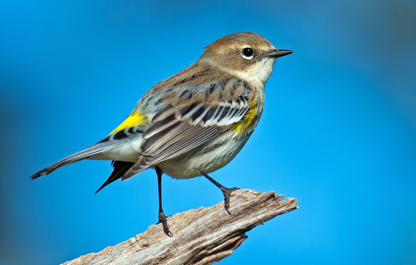 Птичка с желтой грудкой похожа на воробья фото