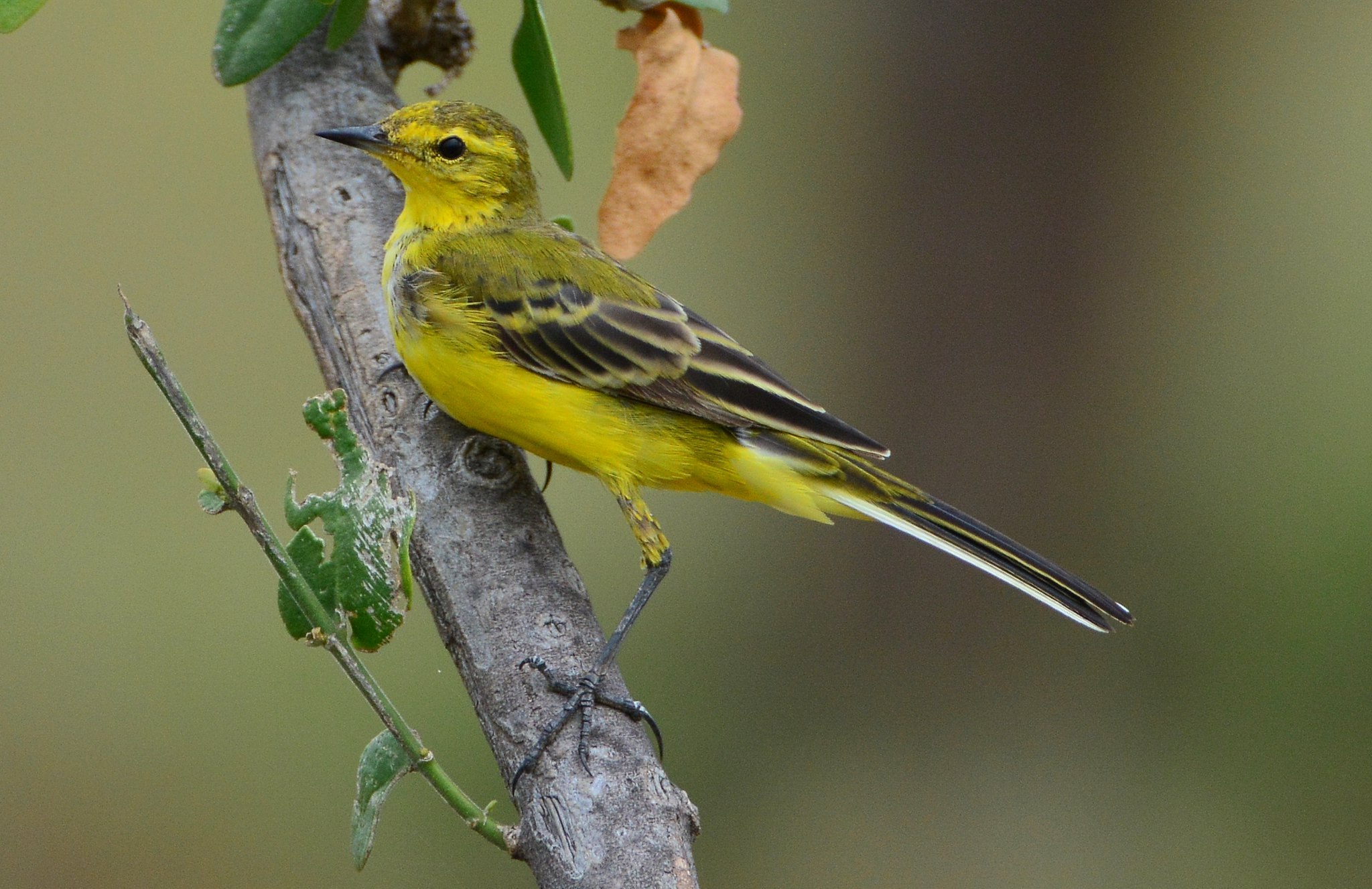 Желтая птица похожая на воробья. Маленькая птичка с желтой грудкой. Птица с жёлтой грудкой похожа на воробья. Птицы Молдавии с желтой грудкой. Маленькие птицы с желтой грудкой.
