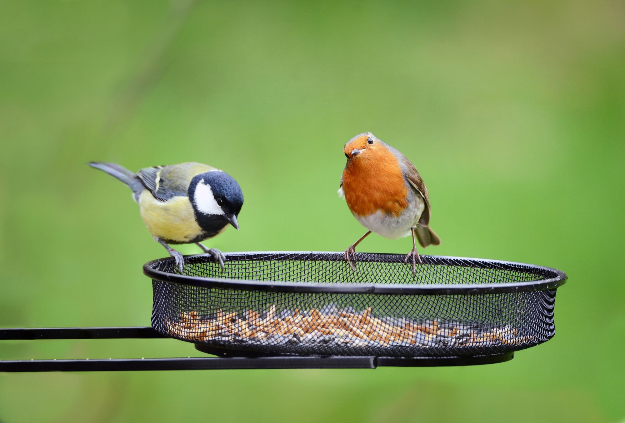 Bird Feeder