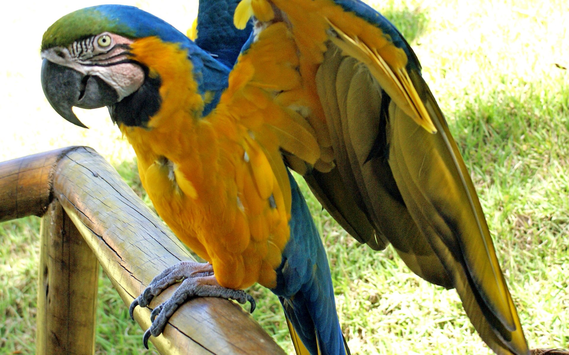 Попугай ара говорит. Попугай ара зеленокрылый. Жёлто-зелёный доминиканский ара. Желтошейный ара. Попугай ара Камелот.