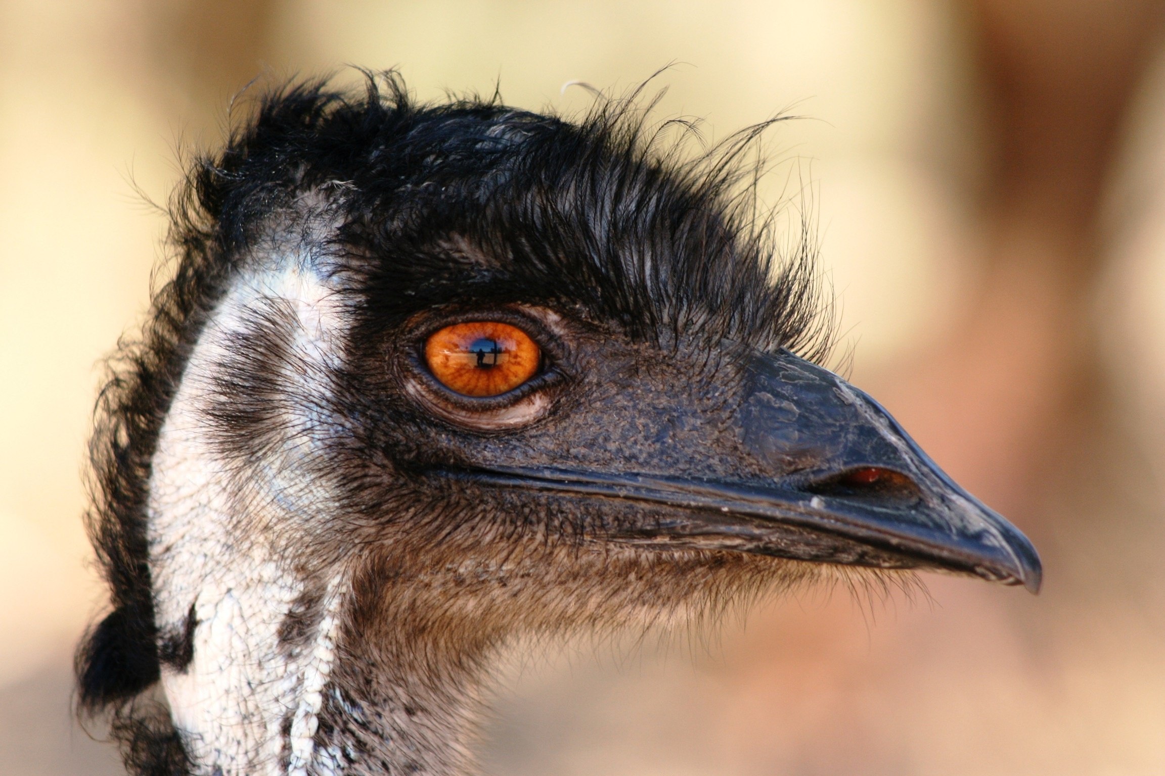 Птицы какое лицо. Страус эму глаза. Эму Австралия. Клюв эму. Африканский страус.