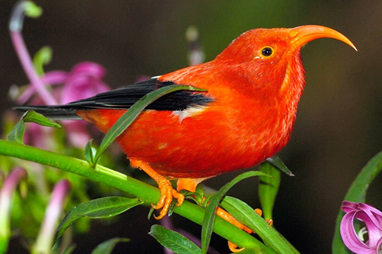 цветок в виде птицы название и фото