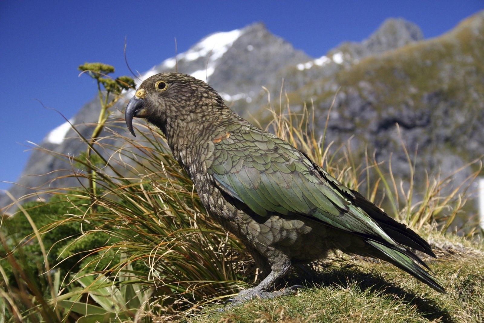 Forms birds. Горный попугай Кеа. Кеа новая Зеландия. Хищный попугай Кеа.