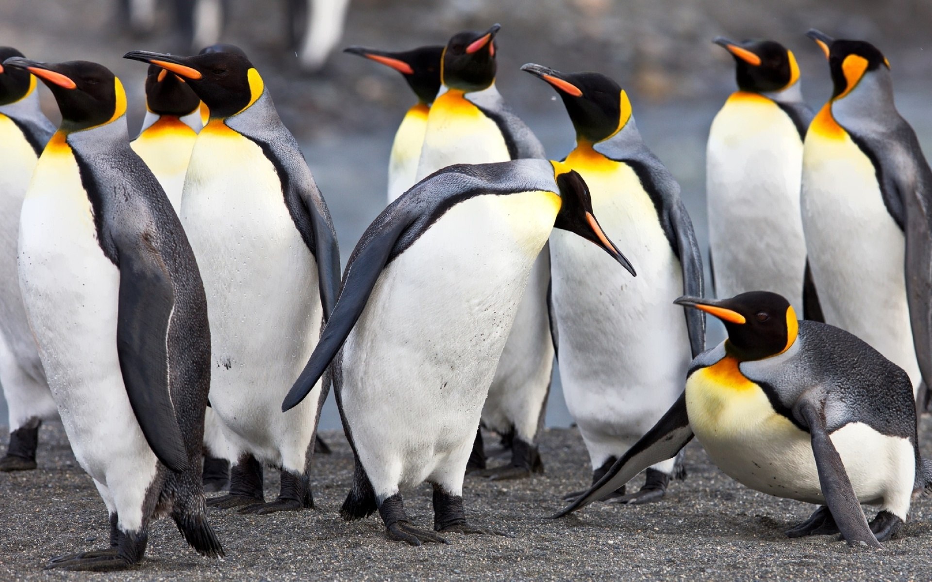 Императорские пингвины живут. Королевский Пингвин. Пингвин породы Императорский. Имперский Пингвин. Пингвин Королевский или Императорский.
