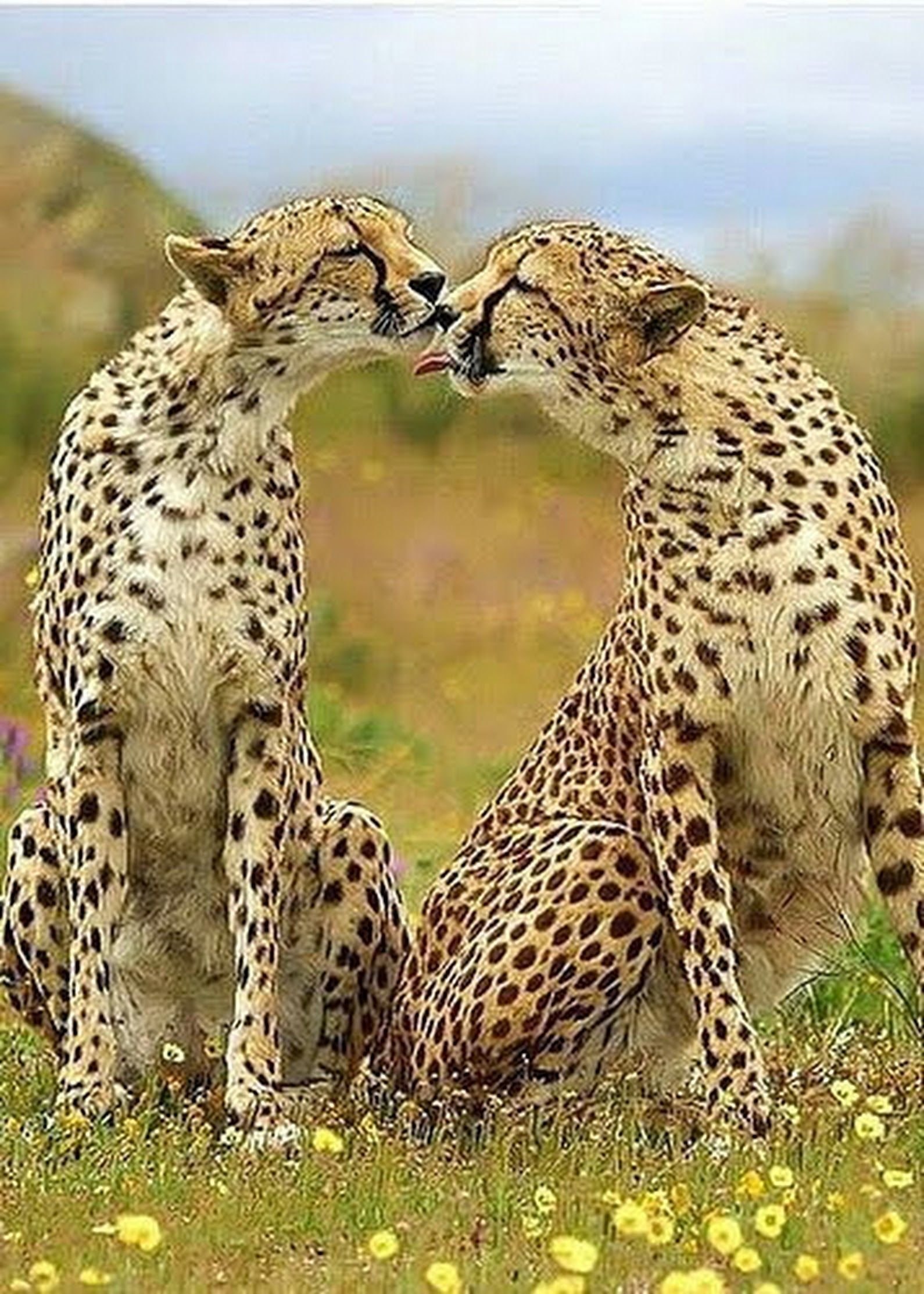 Animal coupling. Гепард самка. Шиншилловый гепард. Самка королевского гепарда. Семейство кошачьих гепард.