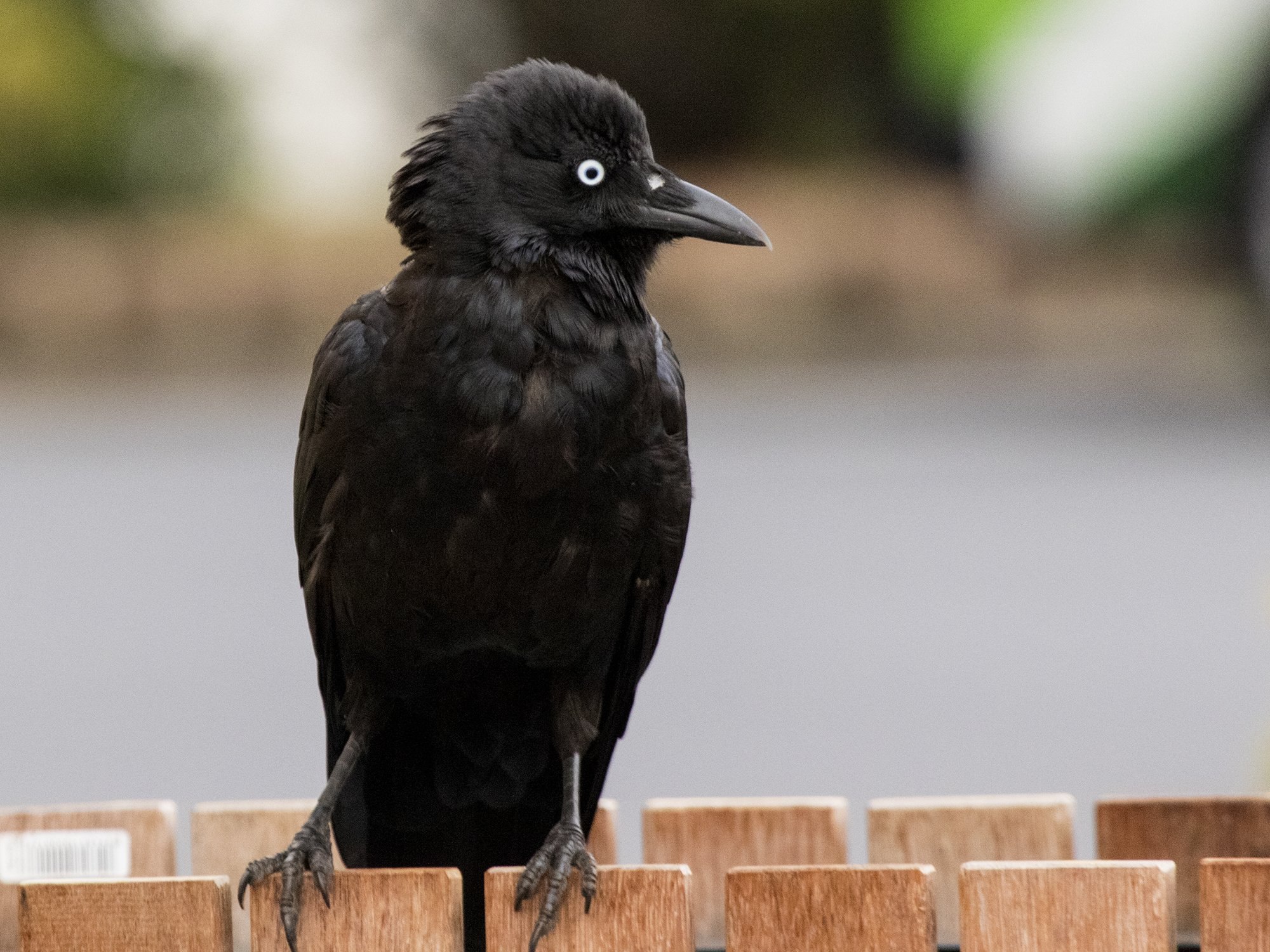 Good crow. Птенец черного ворона. Вороненок птенец. Птенец Грача. Воронёнок (птенец во́рона).