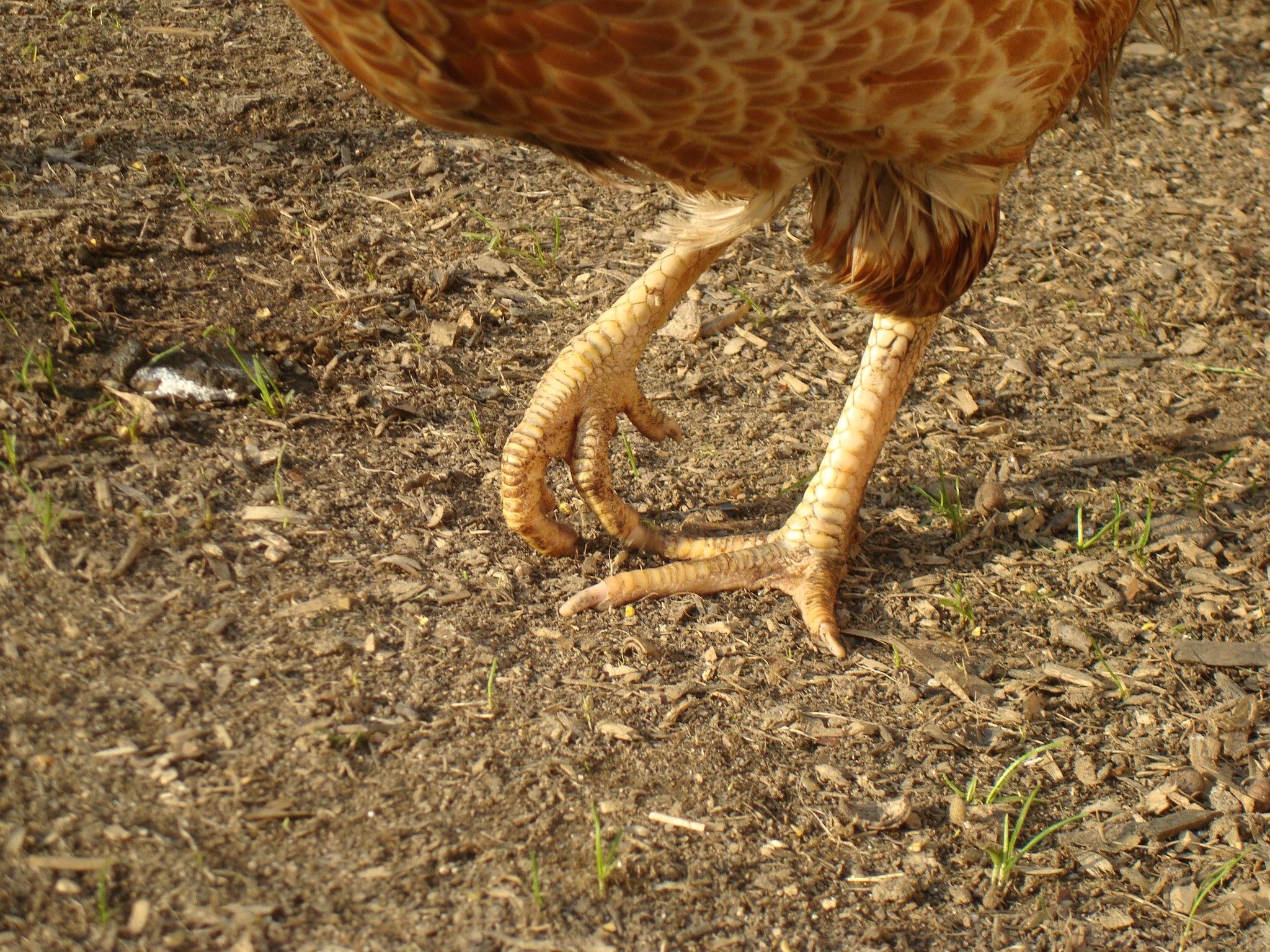 Курица между ног