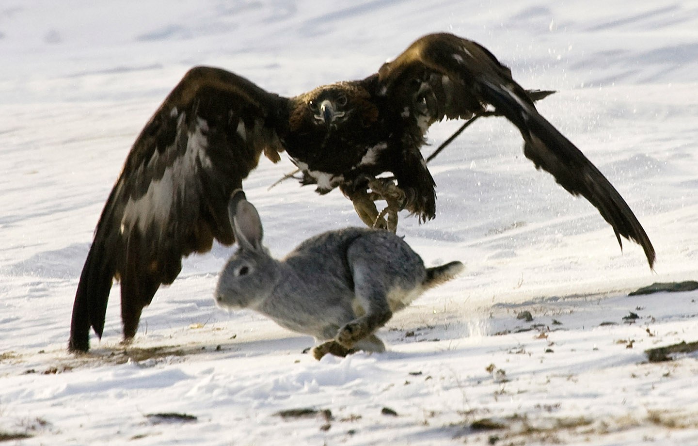 Нападение орлов. Беркут птица на охоте. Орел Беркут охотится. Степной Орел на охоте. Охота с Беркутом.