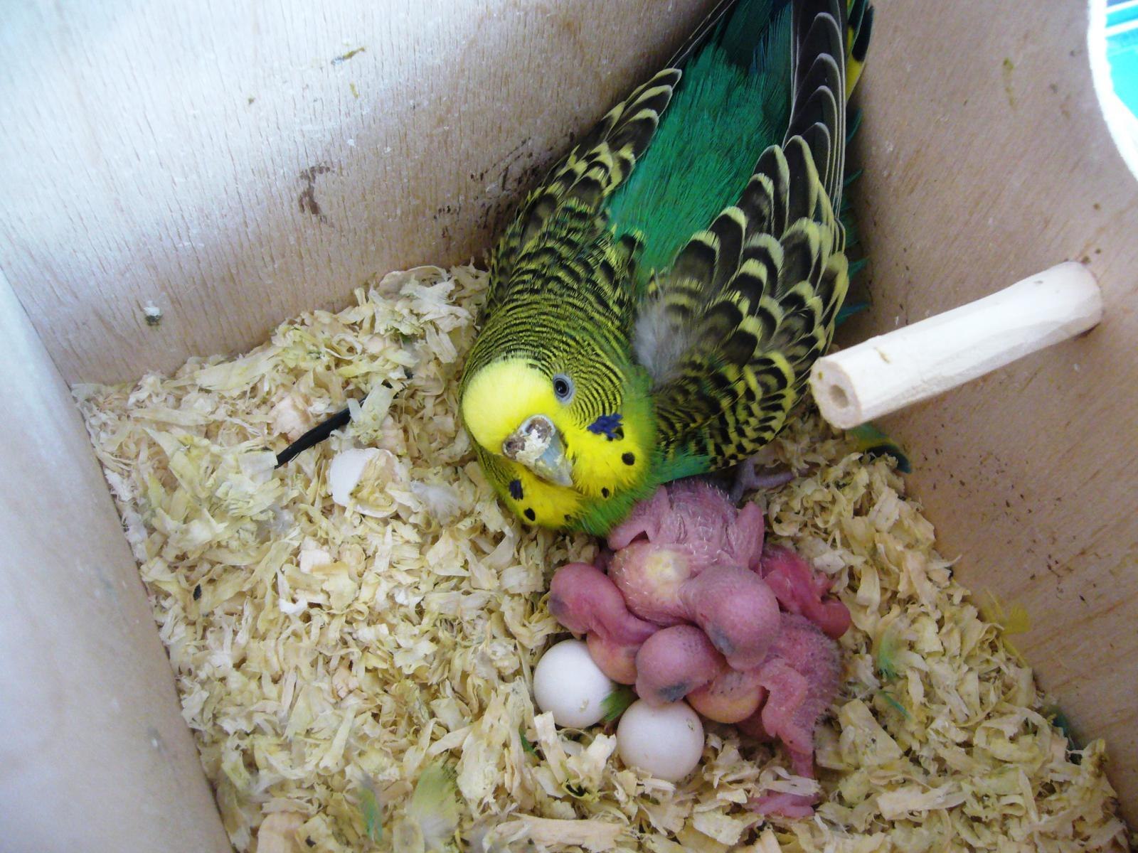 Корелла несет яйца. Птенцы волнистых попугаев. Гнездование волнистых попугаев. Попугаи волнистики с птенцами. Волнистый попугай высиживает яйца.