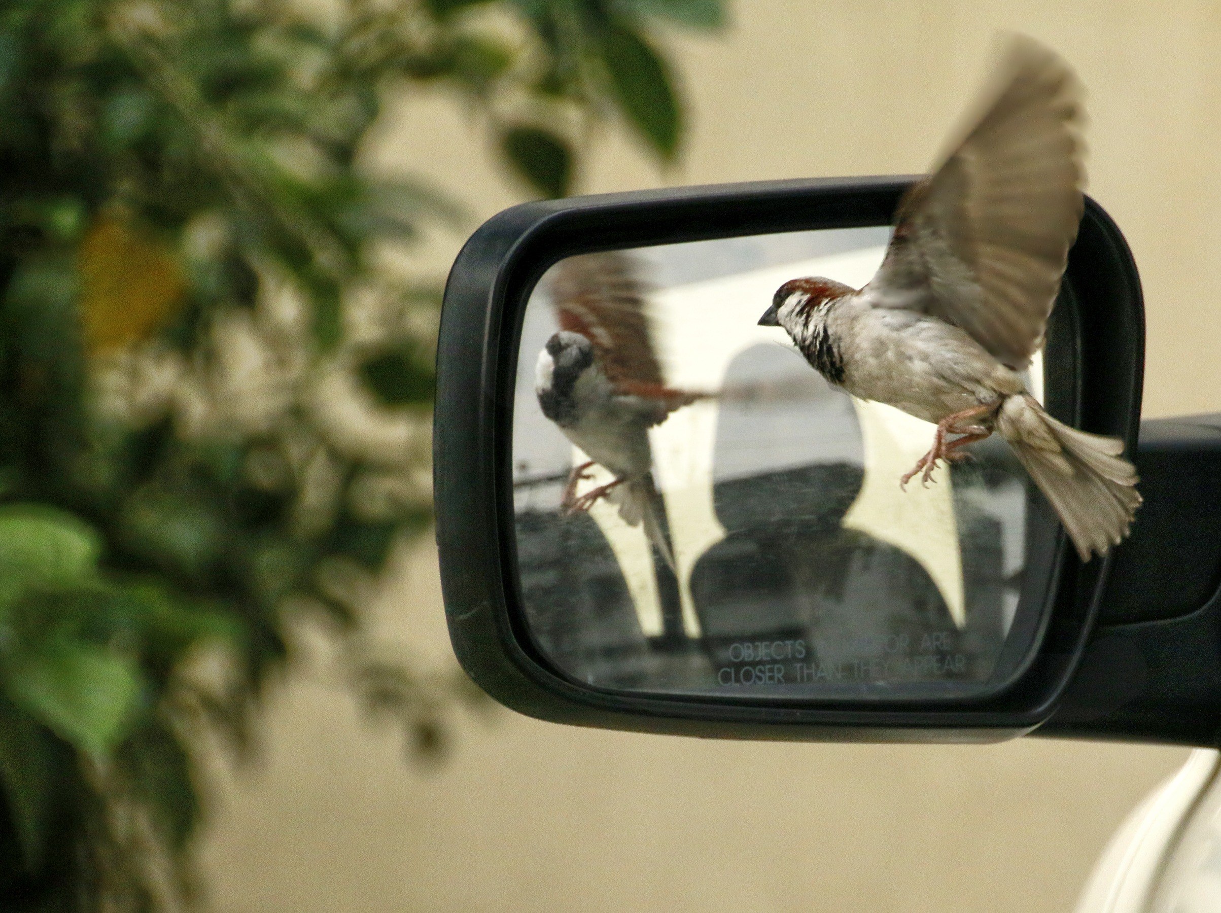 Машина bird. Птичка на зеркале машины. Машина птица. Птички на окна. Воробей в зеркало машины.