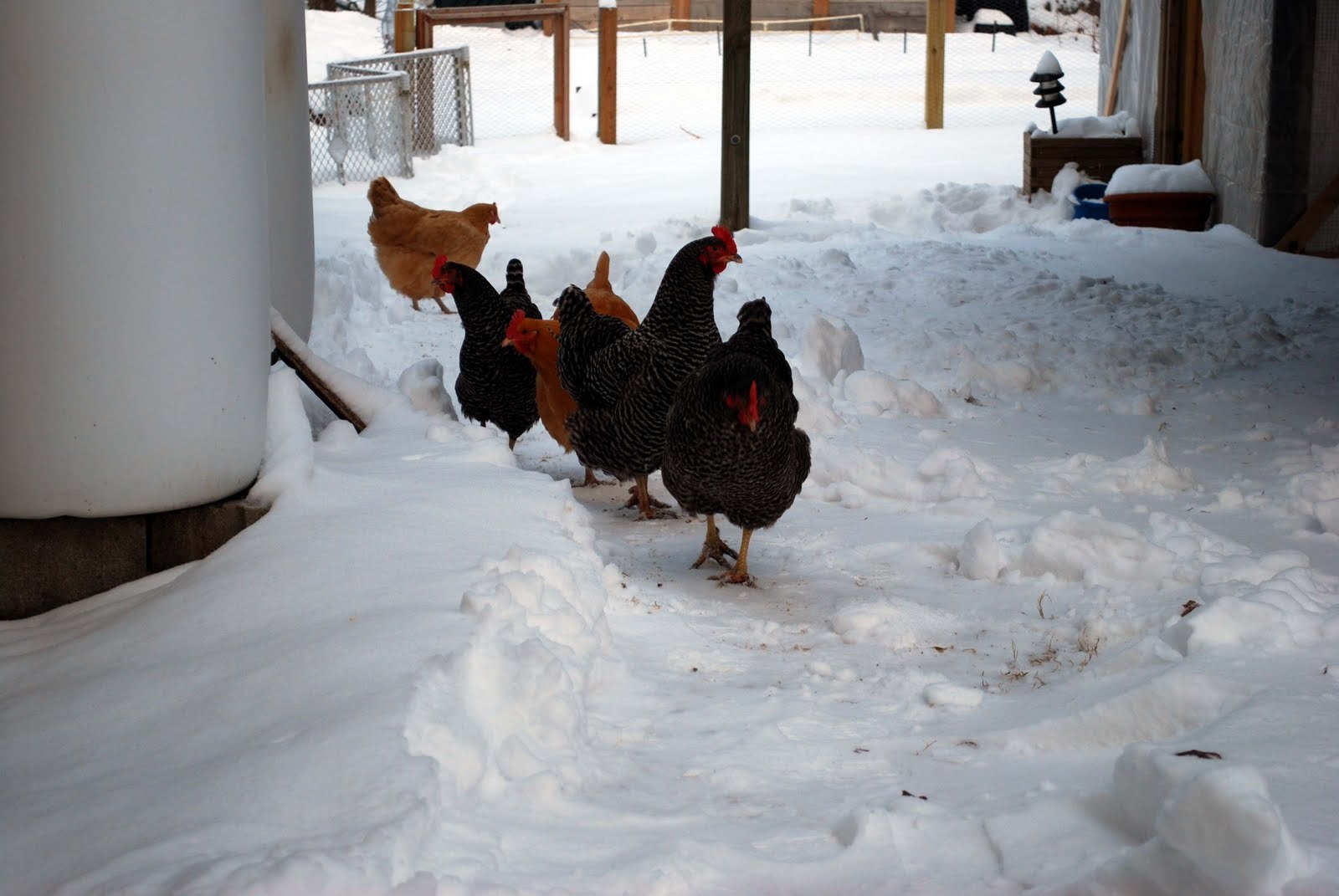 Зимние куры несушки. Курица зима. Куры в гараже зимой. Куры в гараже зимой без отопления. Куры в гараже.