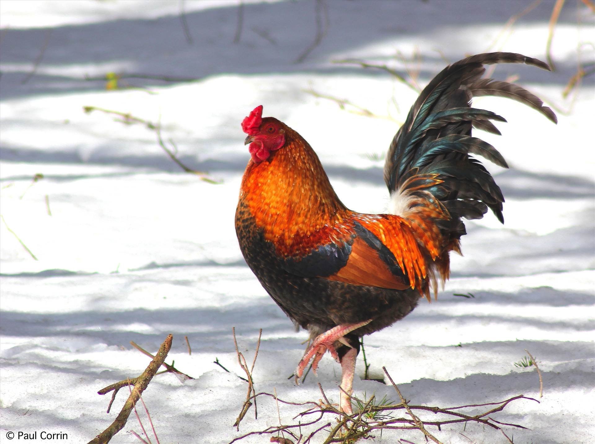 фото домашних птиц куриц зимой много