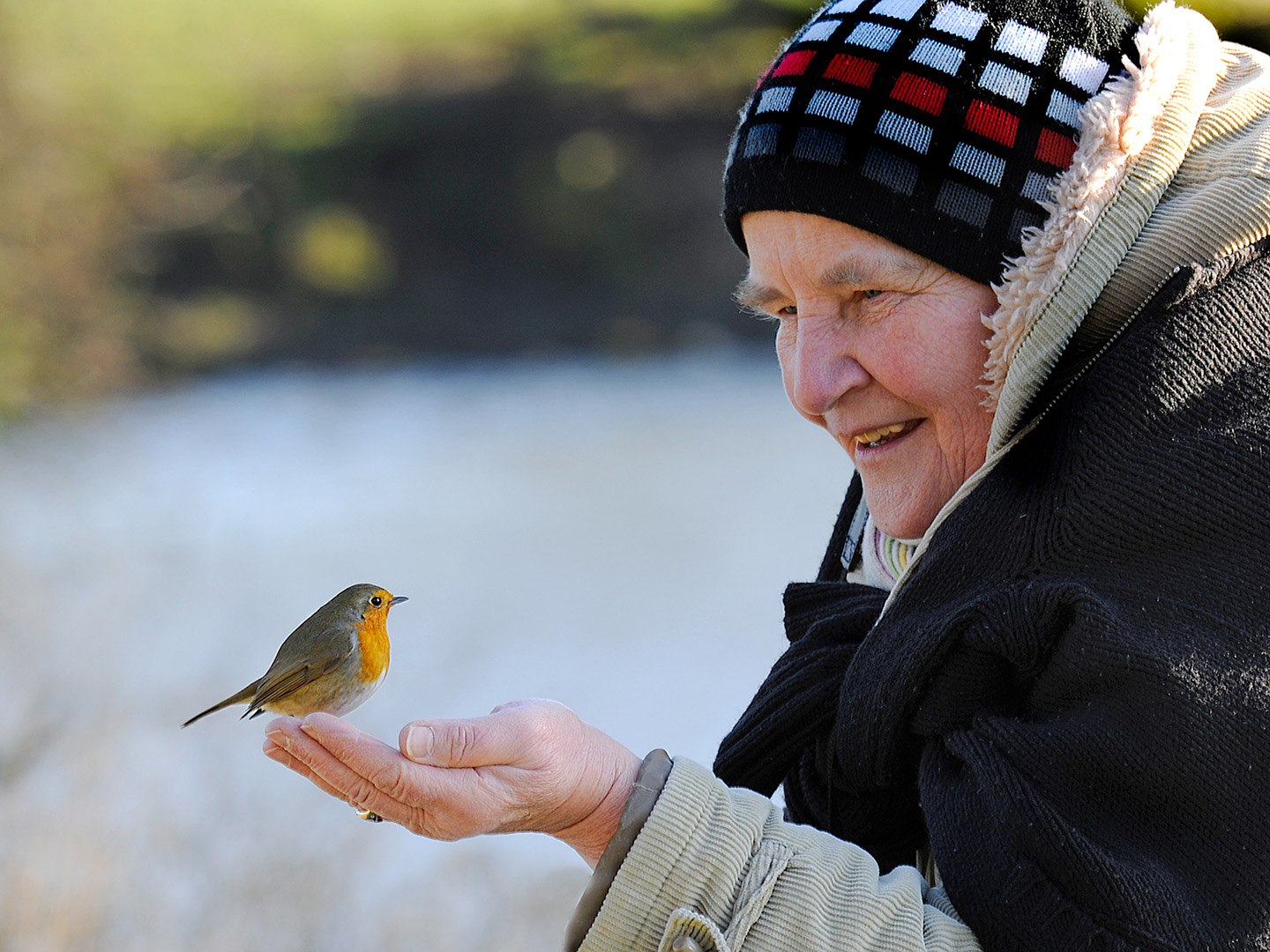 День человека птицы. Человек кормит птичек. Кормление птиц. Бабушка и птица. Зима люди птицы.