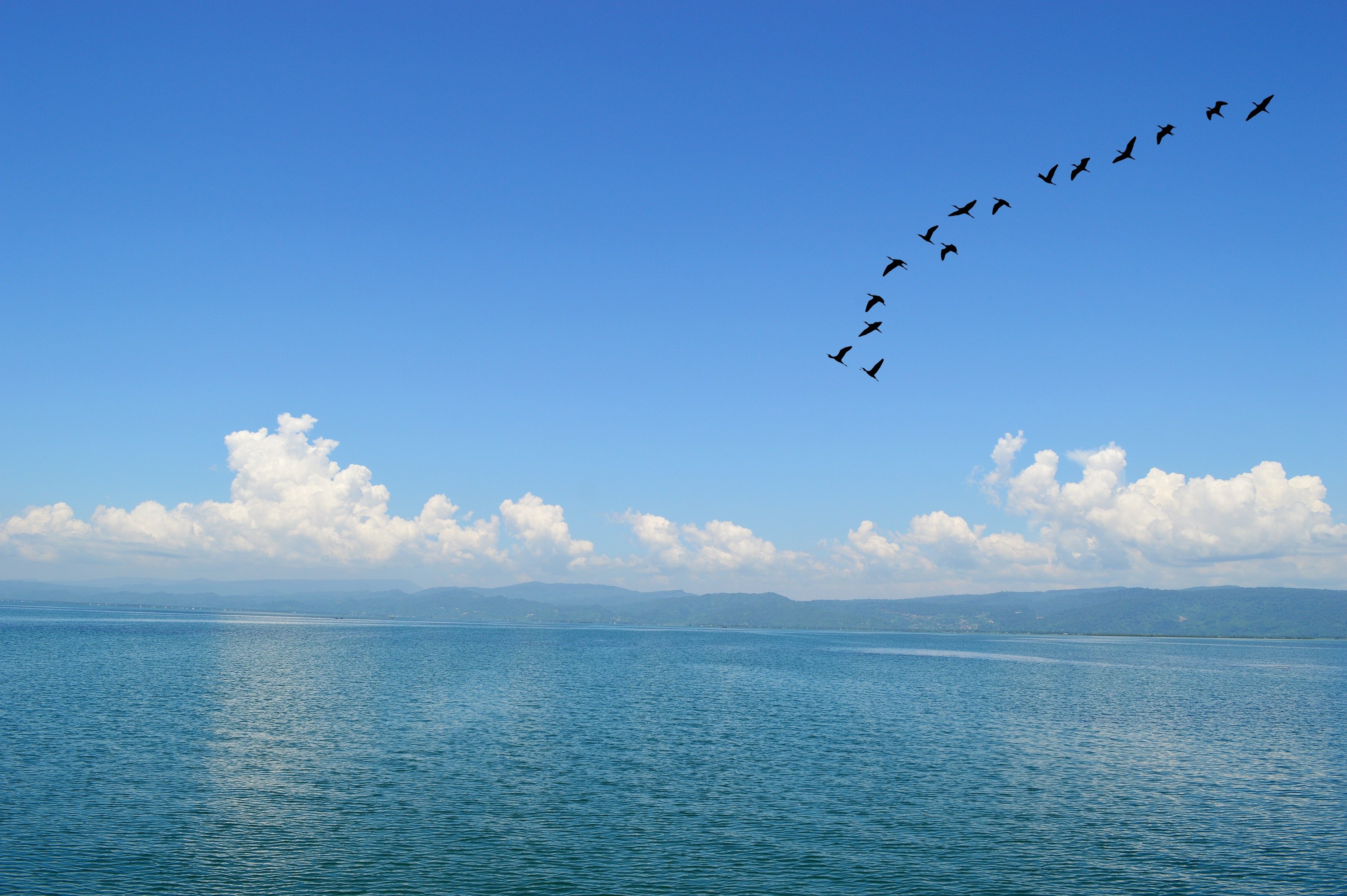Синяя птица облака. Птицы над морем. Чайки вдалеке. Птицы в небе. Небо море птицы.