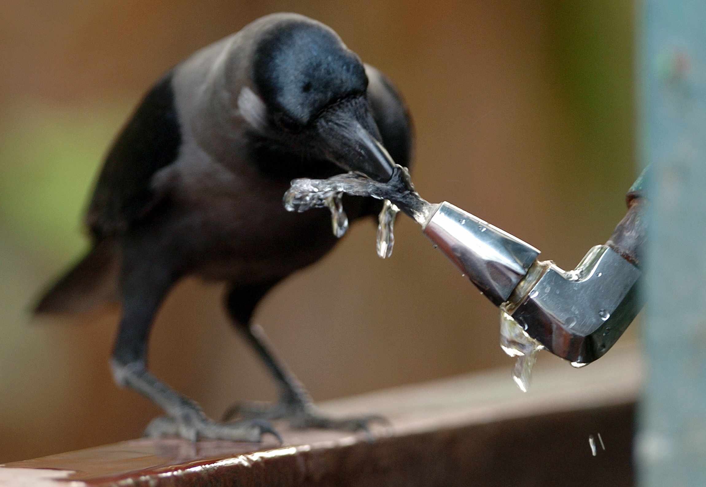 Ворона умная ли птица. Птичка пьет воду. Умная ворона. Умные вороны. Умная птица.