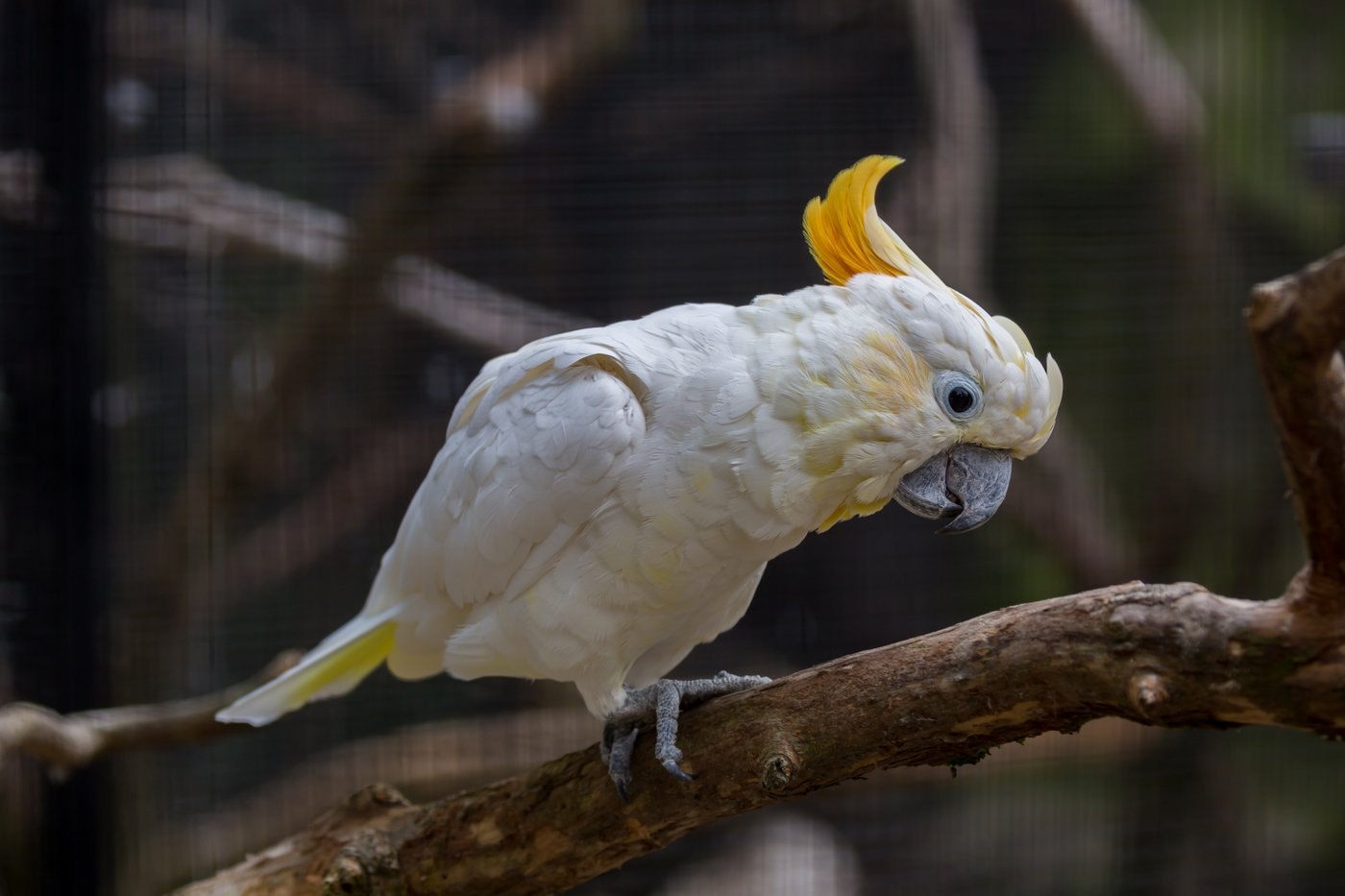 Нижнее какаду. Попугай Какаду. Попугай Какаду зеленый. Австралийский Какаду. Белый попугай Какаду.