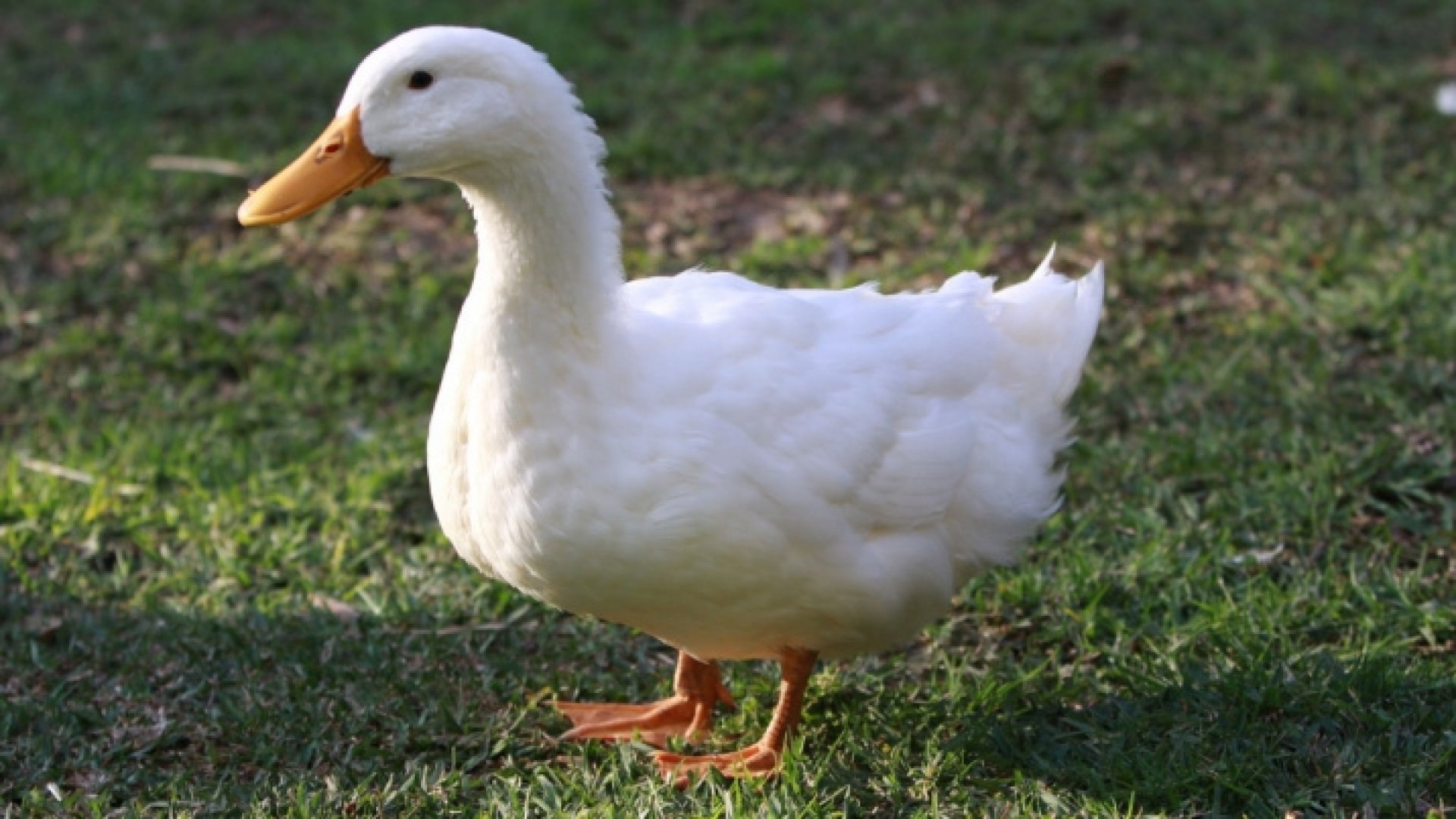 Duck. Утка домашняя. Утка домашняя фото. Утка jpg. Урдак.