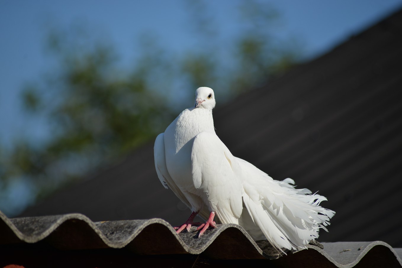 Белая птица новое чудо сюжет. Белый голубь. Белая Голубка. Красивый белый голубь. Горлица белая.