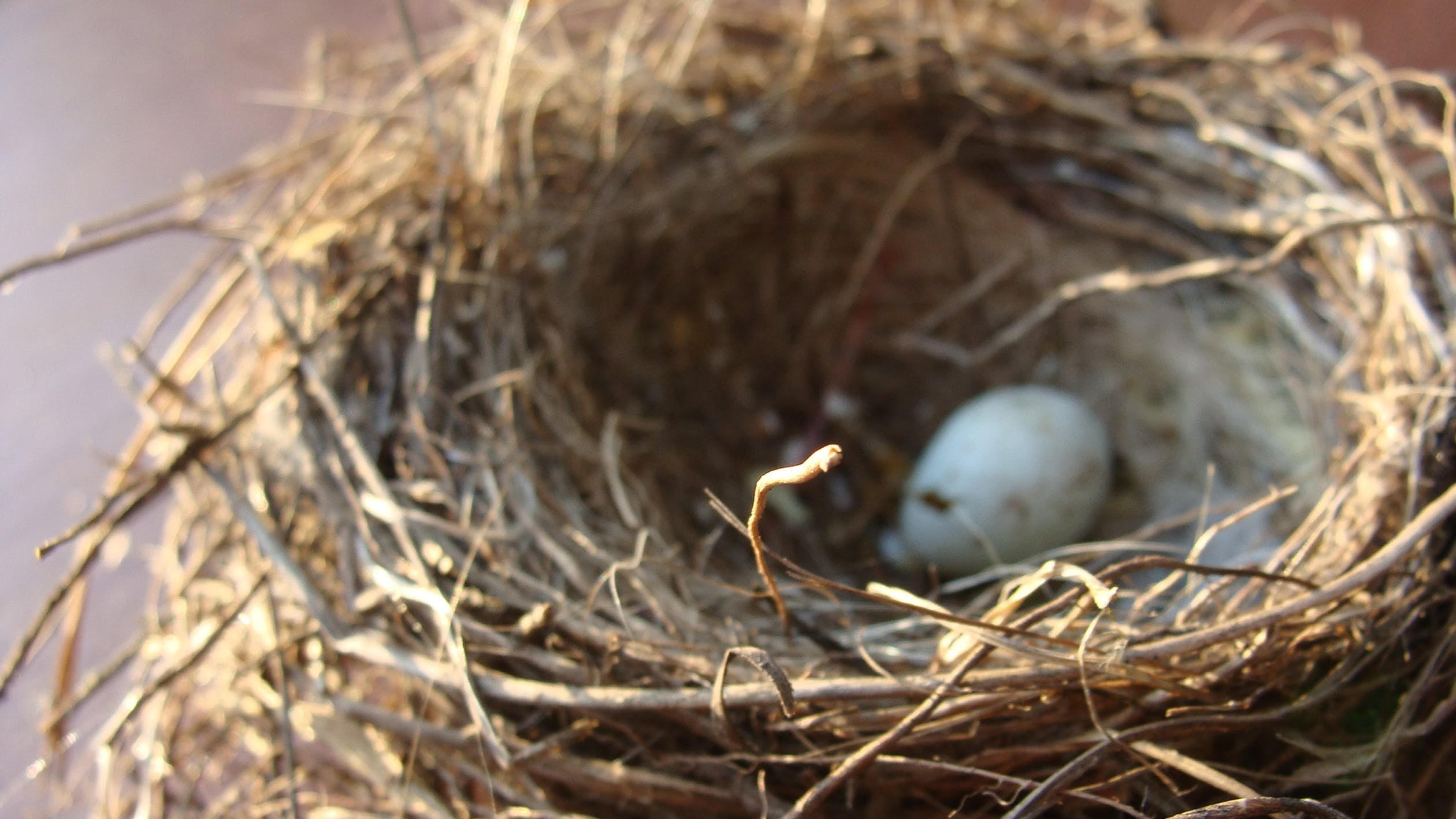 Their nests. Пеночка-весничка гнездо. Пеночка птица гнездо. Гнездо пеночки фото. Пеночка яйца и гнездо.