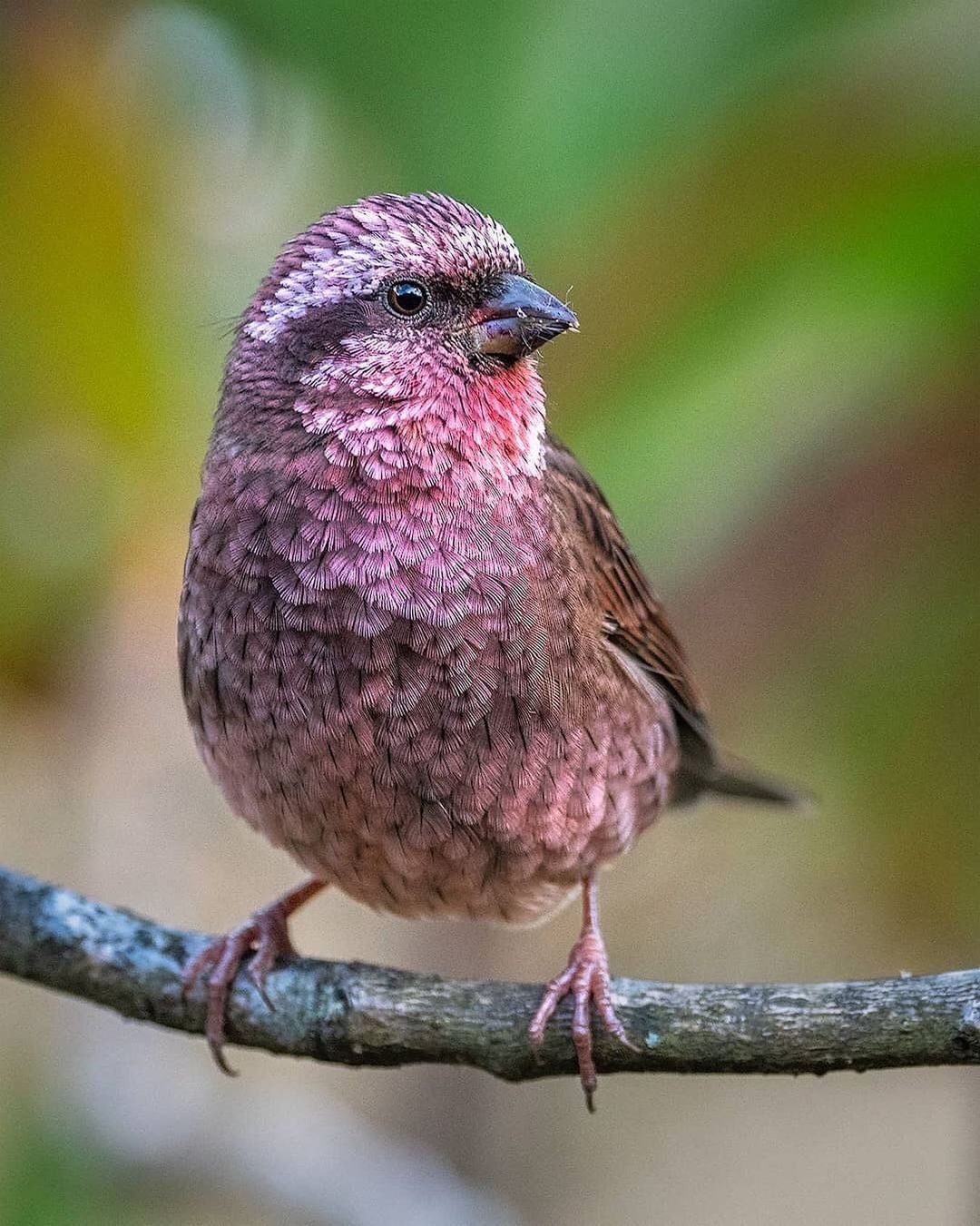 Серо розовая птица. Длиннохвостая чечевица урагус. Pink-Browed Rosefinch. Розовая чечевица птица. Птицы с розовой грудкой название.