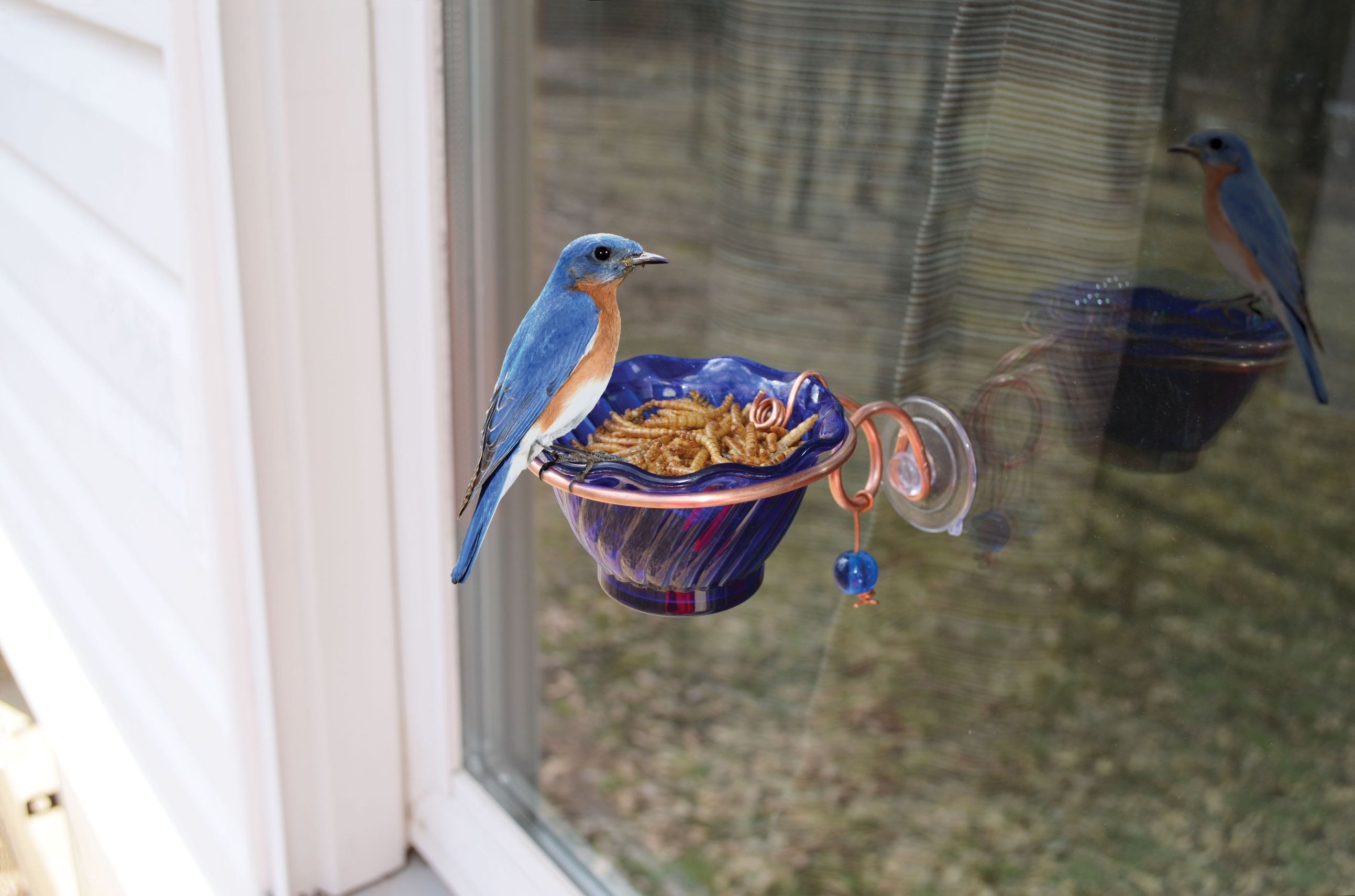Windows bird. Кормушка для птиц на окно. Кормушка на подоконник. Кормушка на балконе. Кормушка для птиц на подоконник.
