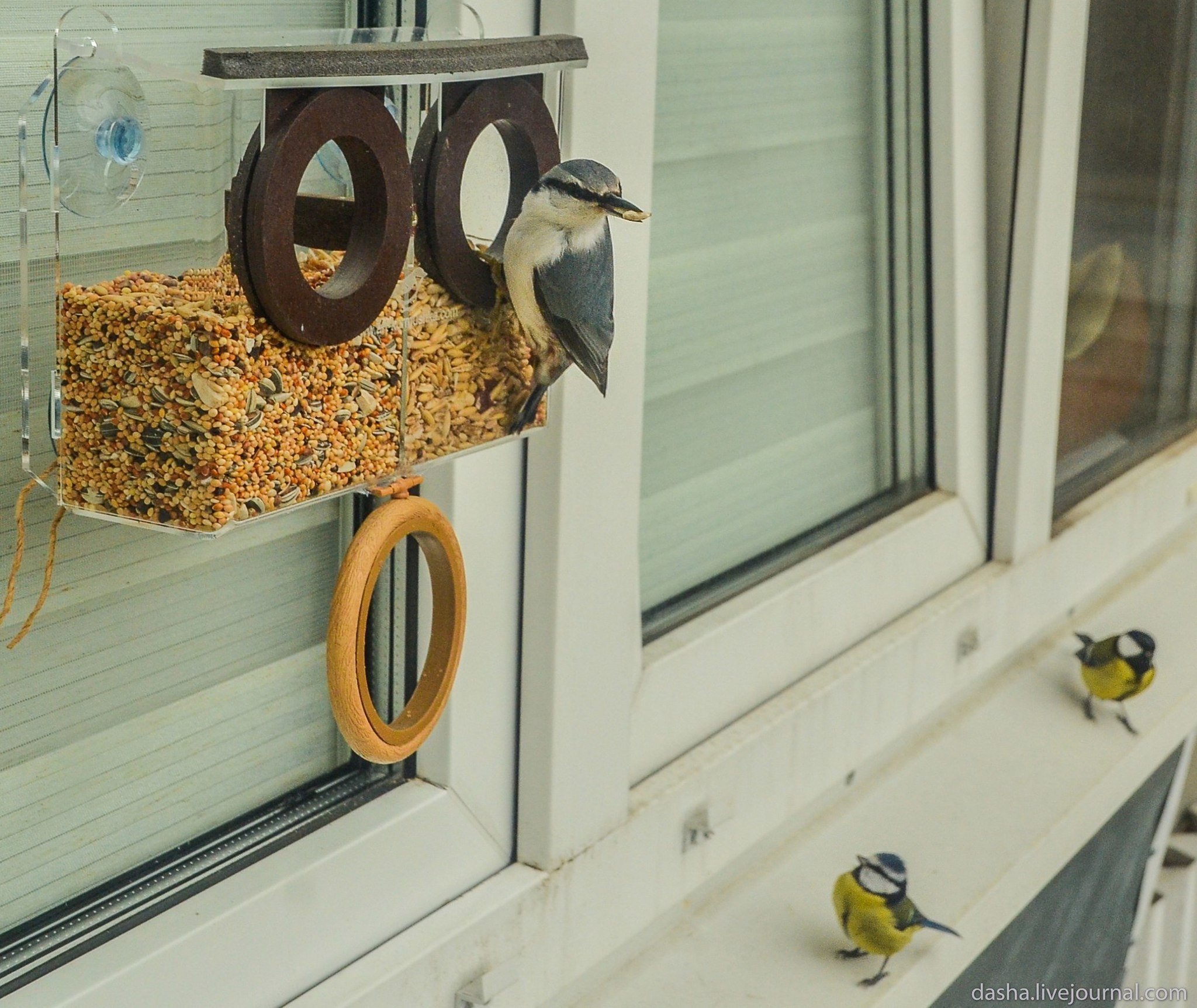 Кормушка для птиц под окном. Кормушка для птиц оконная. Кормушка для птиц на подоконник. Кормушка для птиц на балкон. Скворечник на окно.