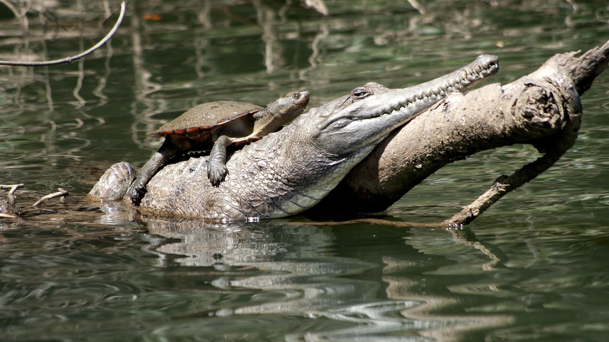 Крокодилы и лягушки какие животные. Гребнистый крокодил. Австралийский узкорылый крокодил. Крокодил и птичка Тари. Квинсленд крокодилы.