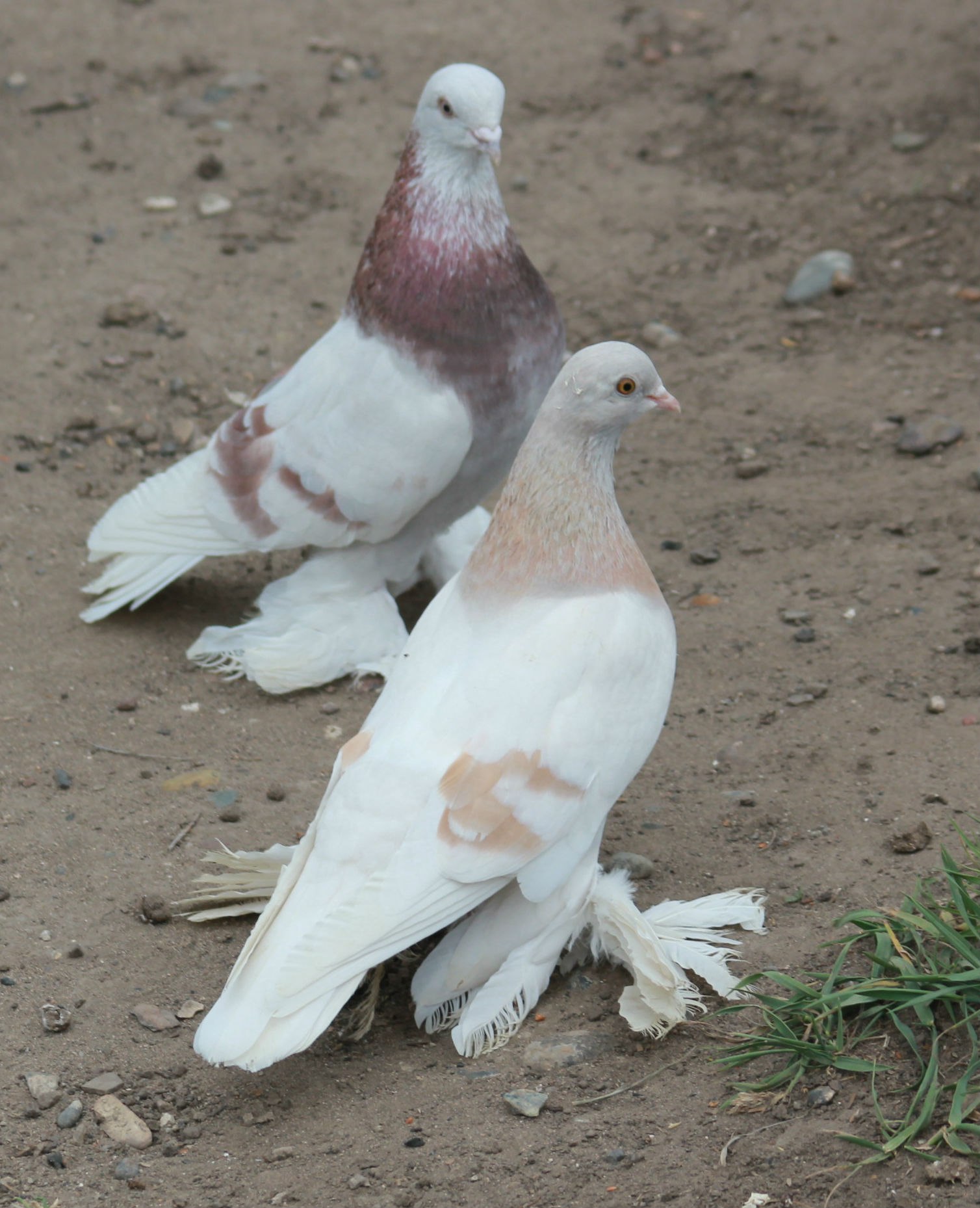 Фото голубей краснодарские. Голуби Агараны бойные. Бакинские сизые бойные голуби. Голуби двухчубые бакинцы. Иранские голуби двухчубые.
