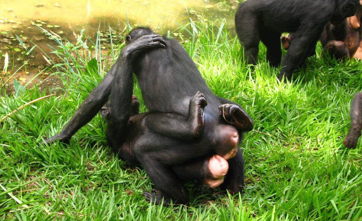 Шимпанзе бонобо спариваются самки