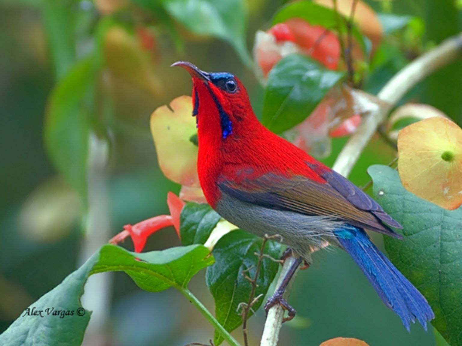 Красна птица пением. Палестинская нектарница. Crimson Sunbird. Масковый Дакнис. Sunbird птица.