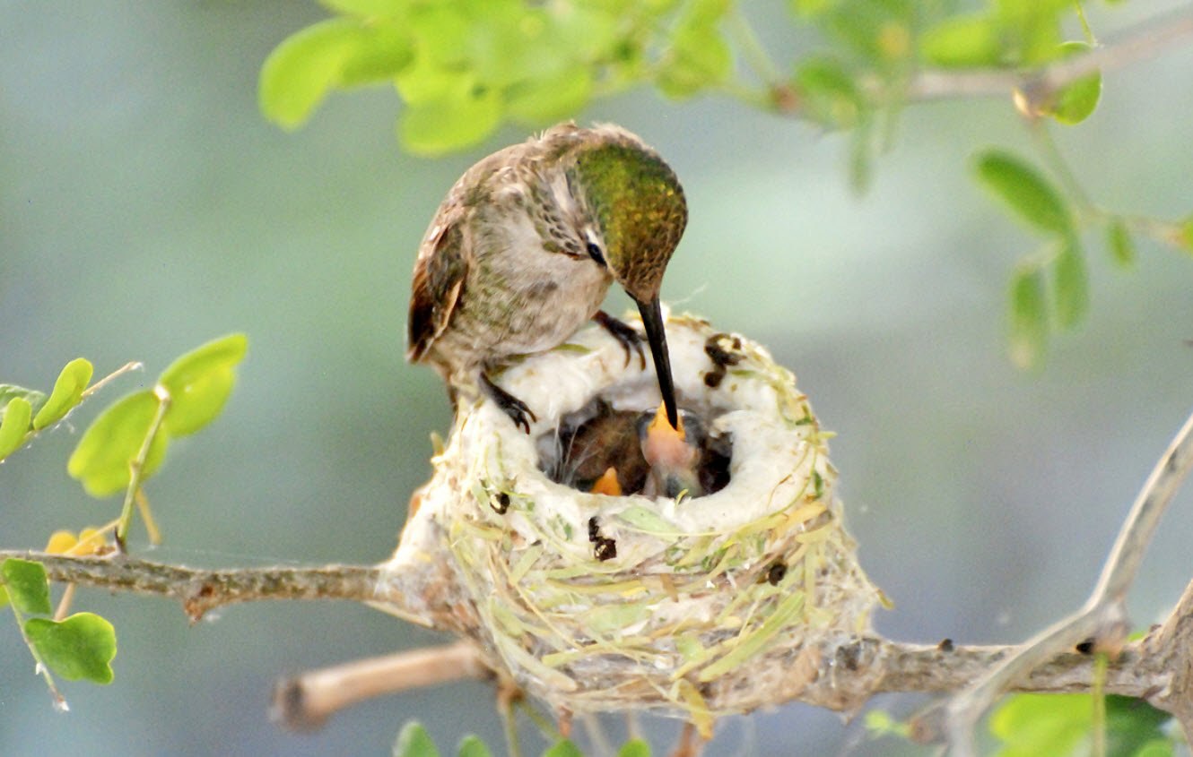 Яйца колибри (38 фото)