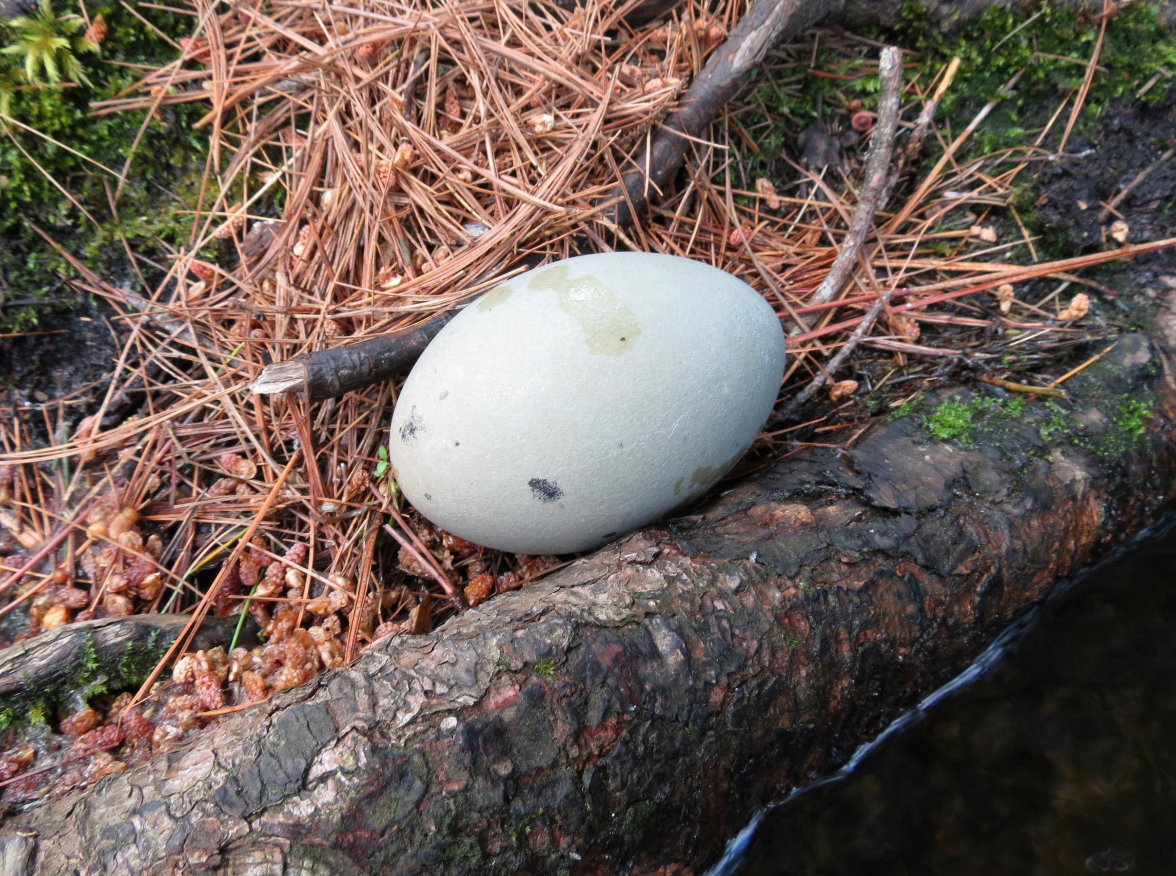 яйца колибри размер фото