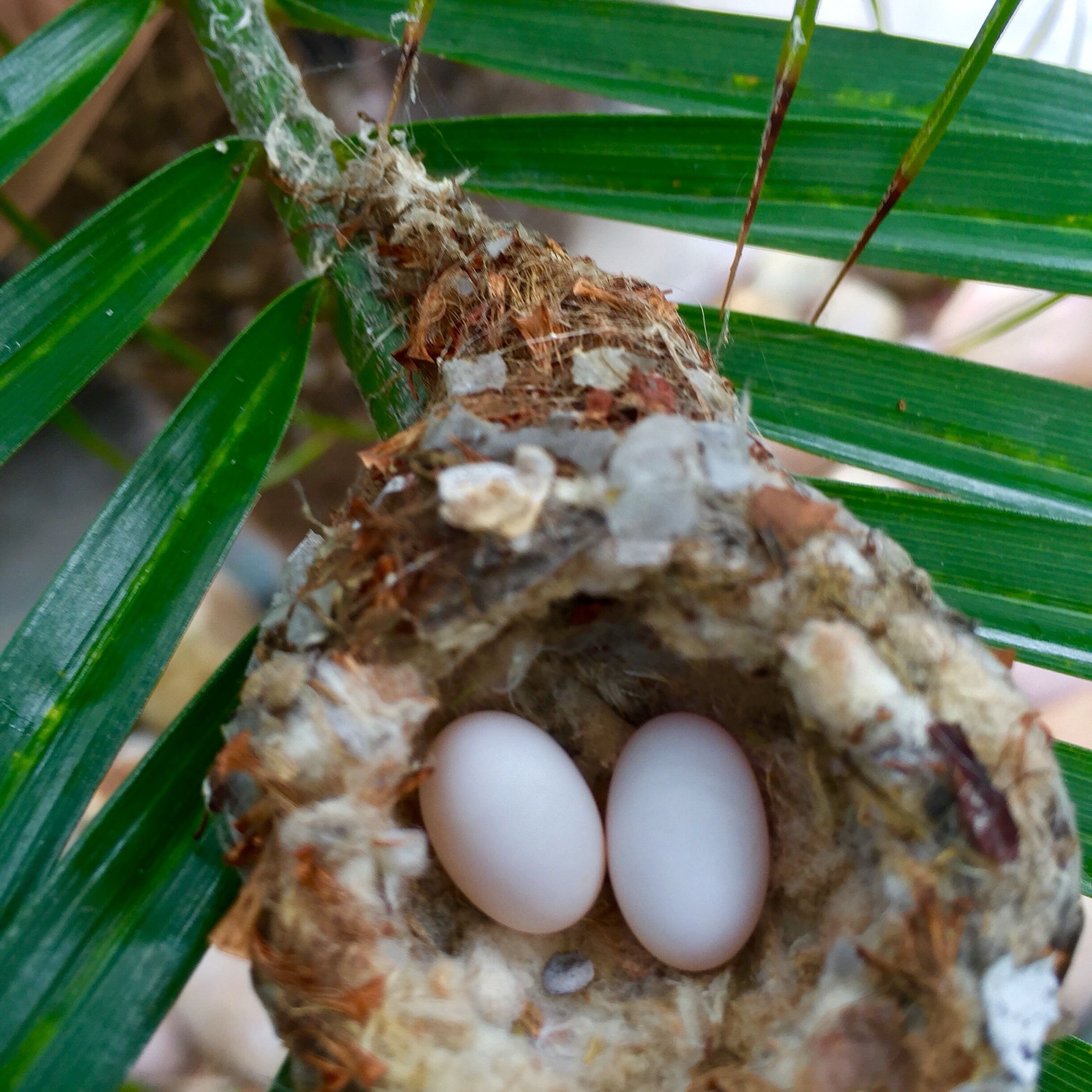 яйца колибри размер фото
