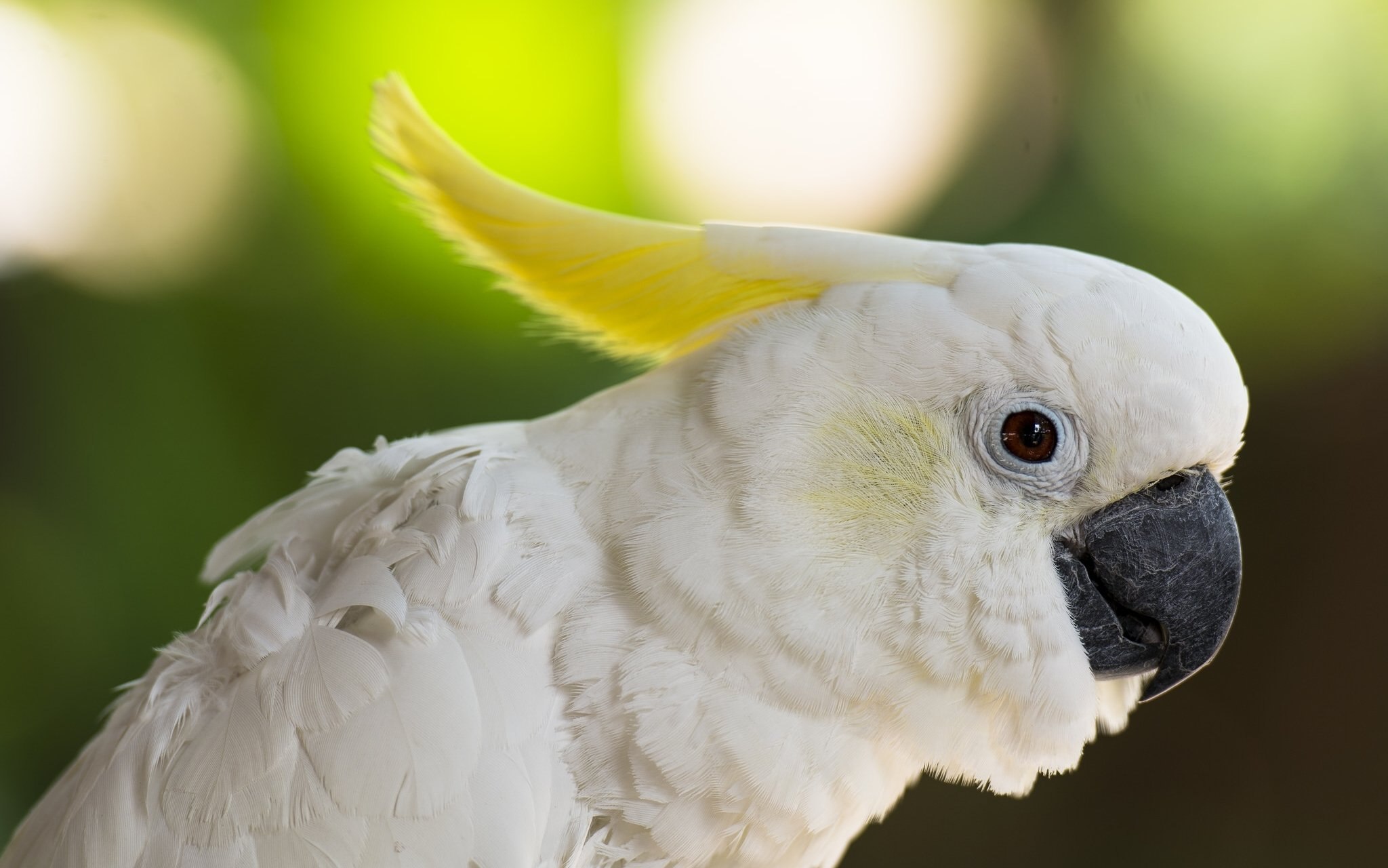 Большой какаду. Попугай Какаду. Попугай Какаду белохохлый. Большой желтохохлый Какаду. Белый попугай Какаду.
