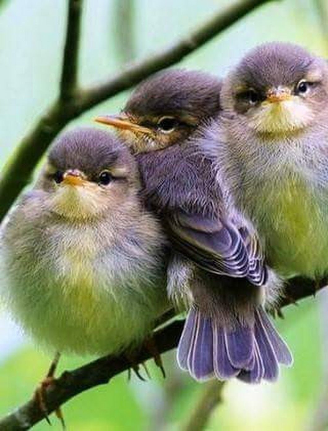 Пташки хср. Маленькие птицы. Красивые птички. Маленькая птичка. Разноцветные птички.