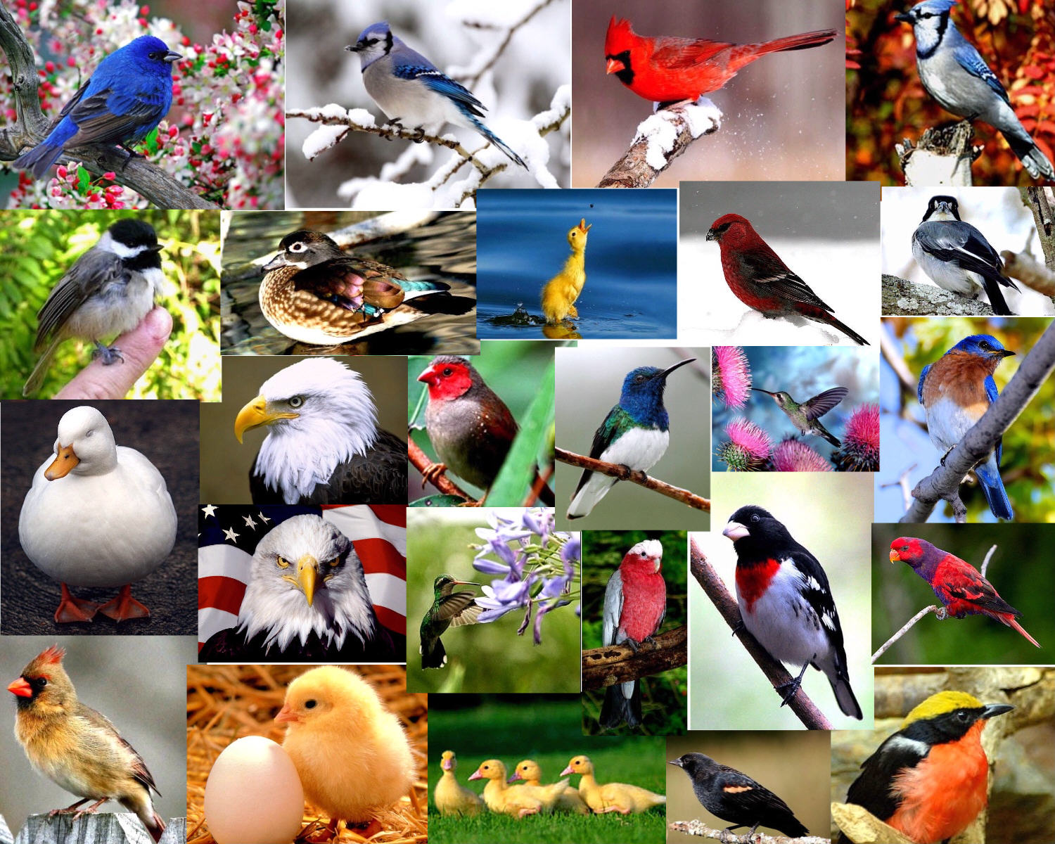Птички класс. Много разных птиц. Птицы коллаж. Несколько птиц. Много птиц на одной картинке.