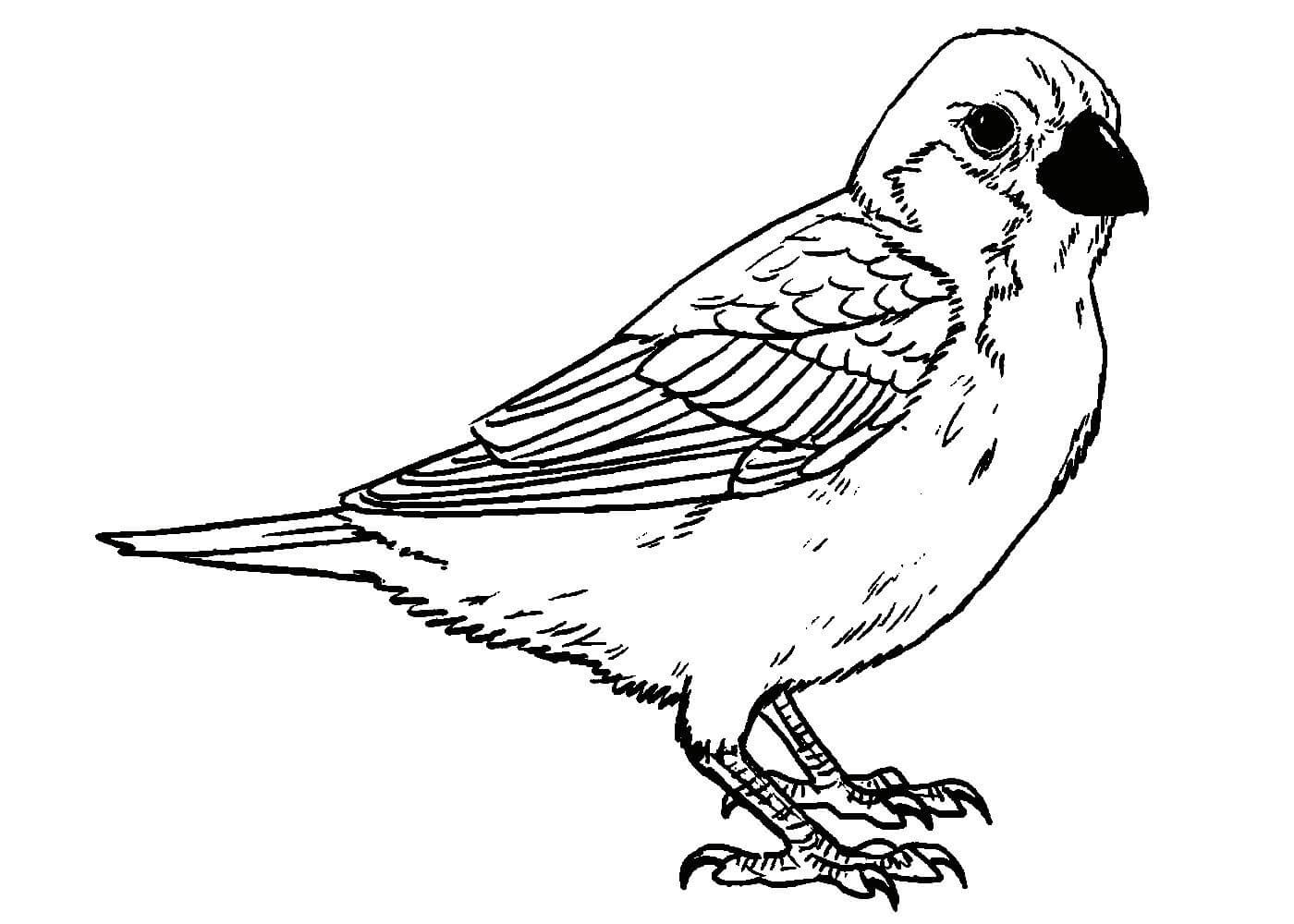 100 000 изображений по запросу Птицы раскраска доступны в рамках роялти-фри лицензии