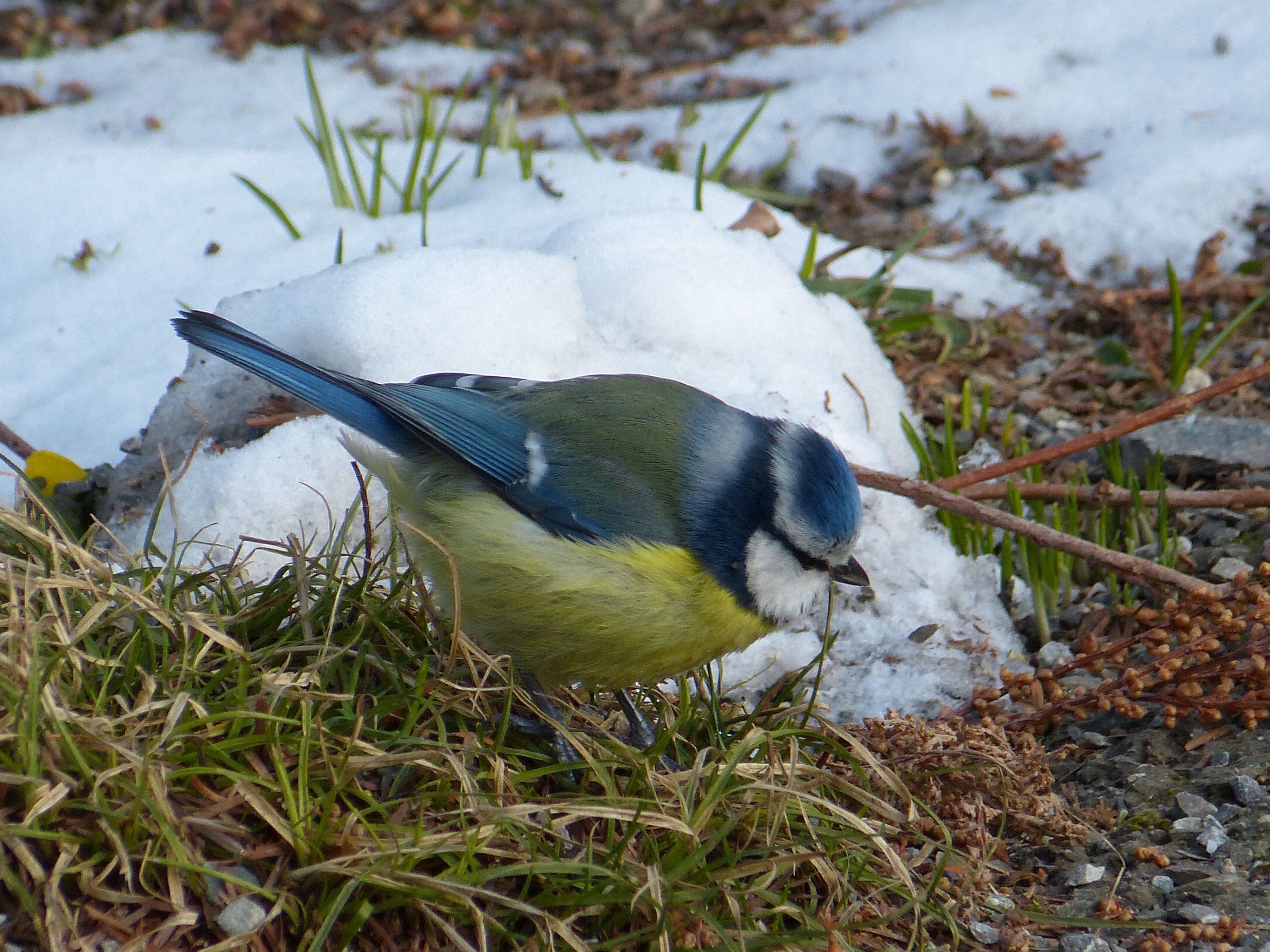 Какие птицы ночуют в снегу. Голубая лазоревка. Синичка лазоревка. Гнездо лазоревки. Обыкновенная лазоревка гнездо.