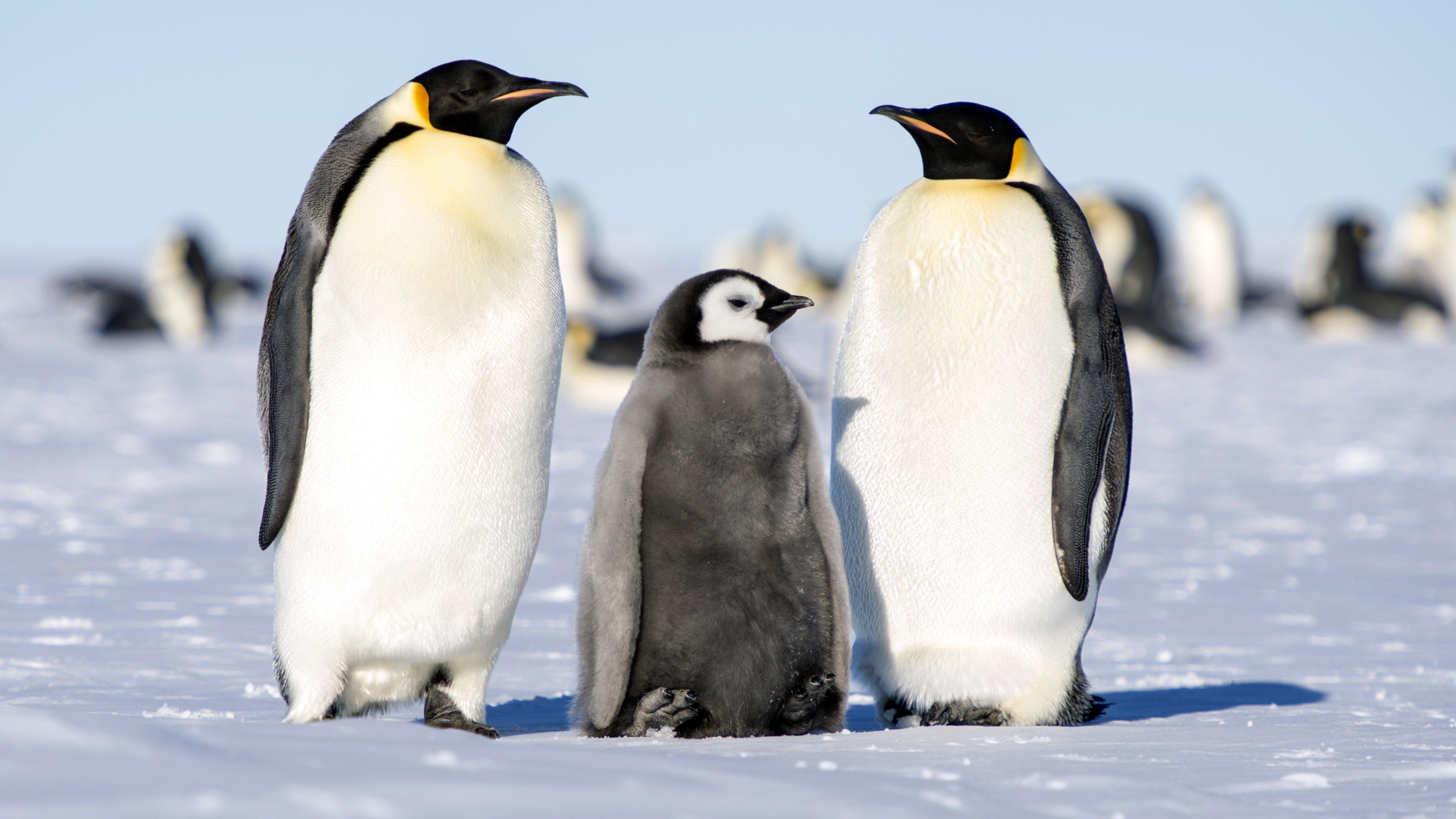 Где живет императорский пингвин. Императорский Пингвин в Антарктиде. Животные Антарктиды Императорский Пингвин. Антарктический Императорский Пингвин. Королевский Пингвин в Антарктиде.